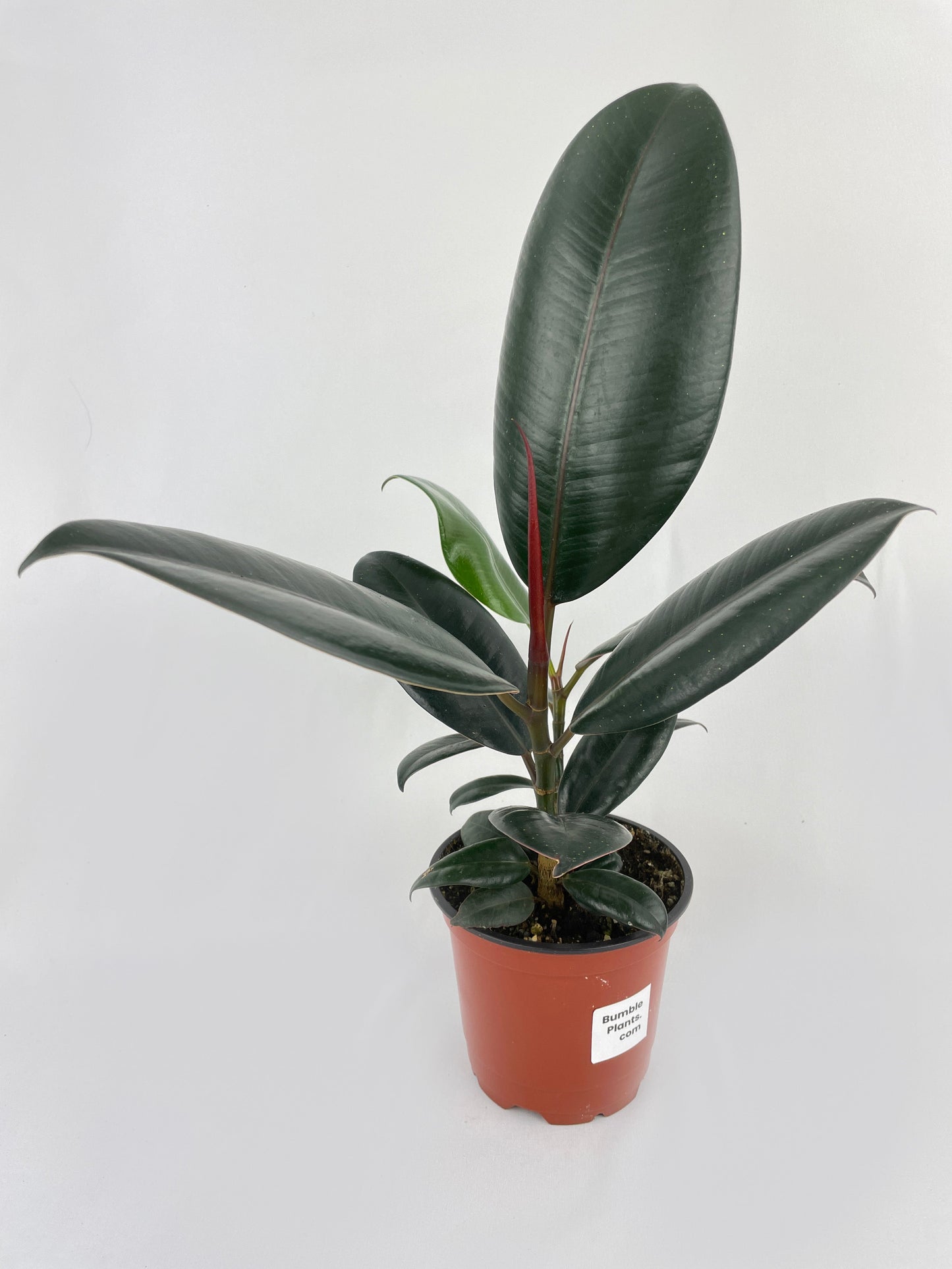 Burgundy Ficus Elastica Black Rubber Plant by Bumble Plants