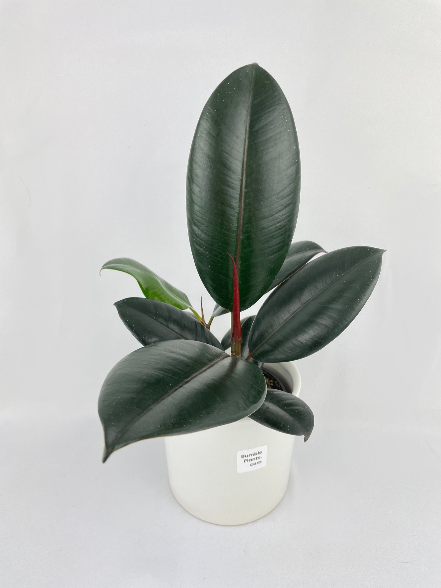 Burgundy Ficus Elastica Black Rubber Plant by Bumble Plants