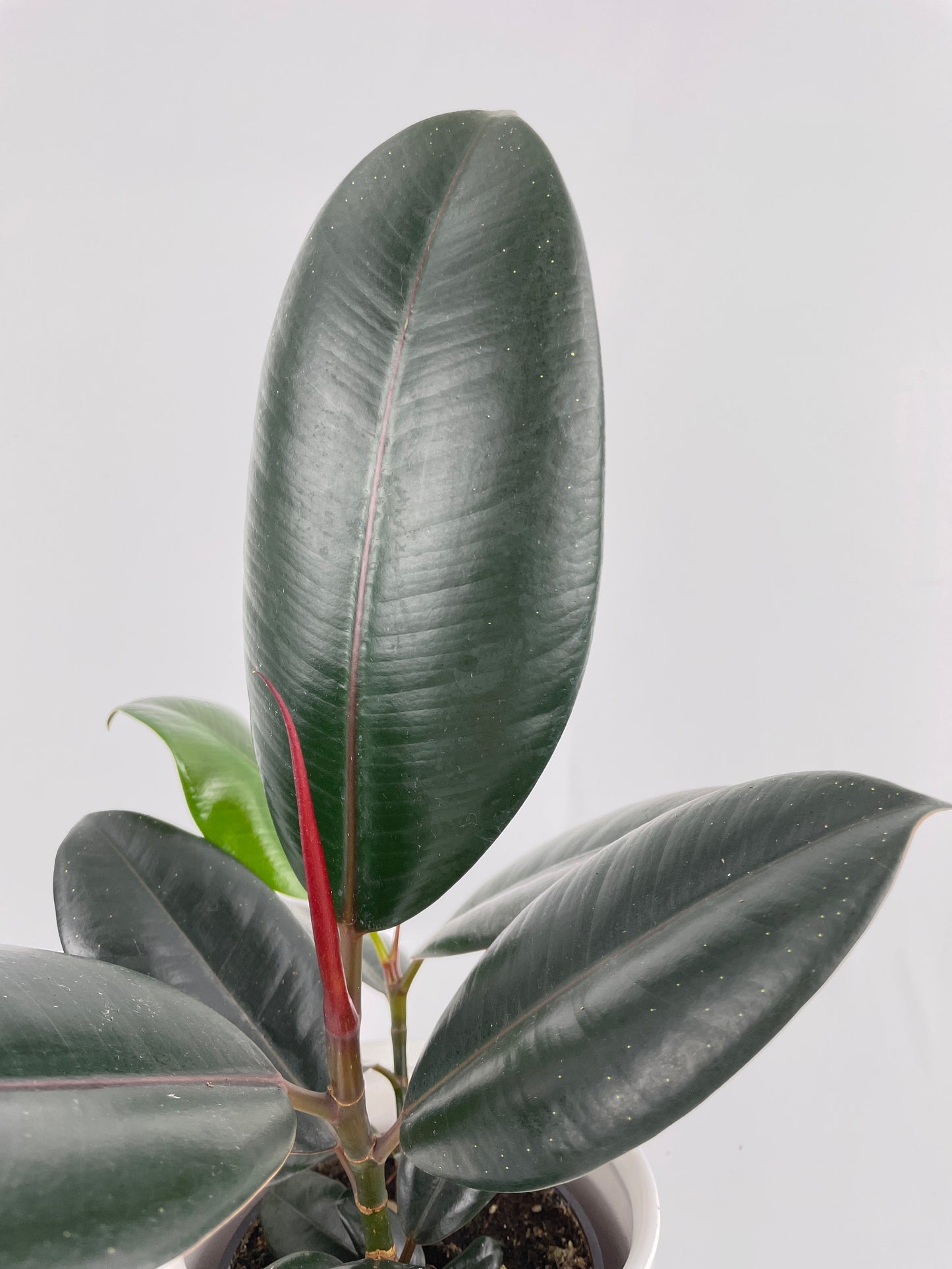 Burgundy Ficus Elastica Black Rubber Plant by Bumble Plants