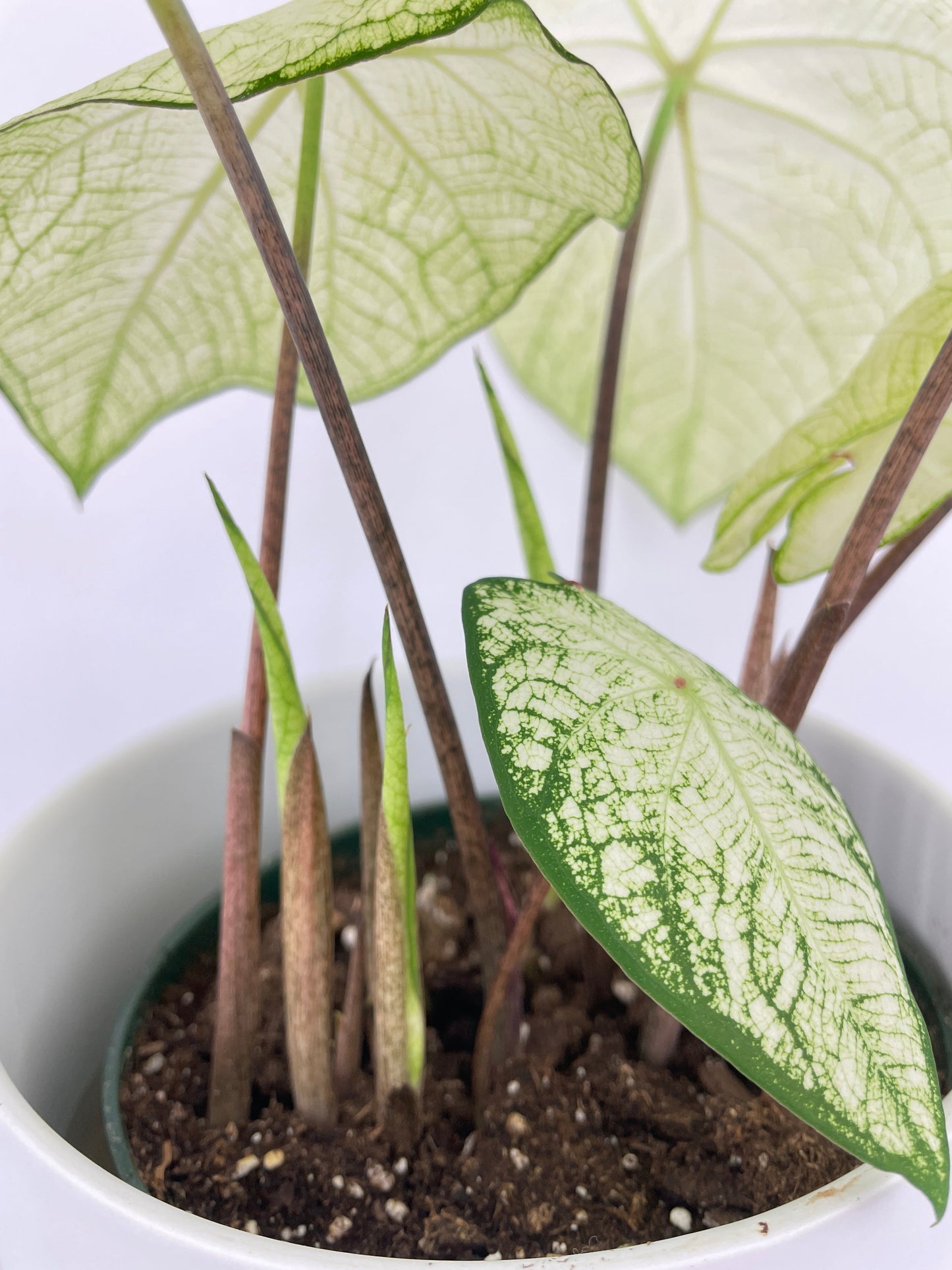 Caladium Florida Moonlight by Bumble Plants