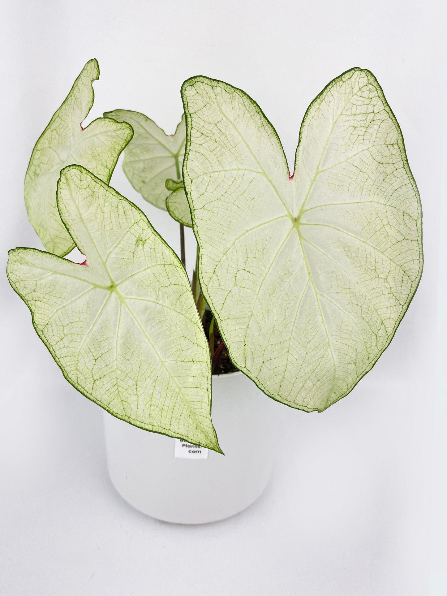 Caladium Florida Moonlight by Bumble Plants