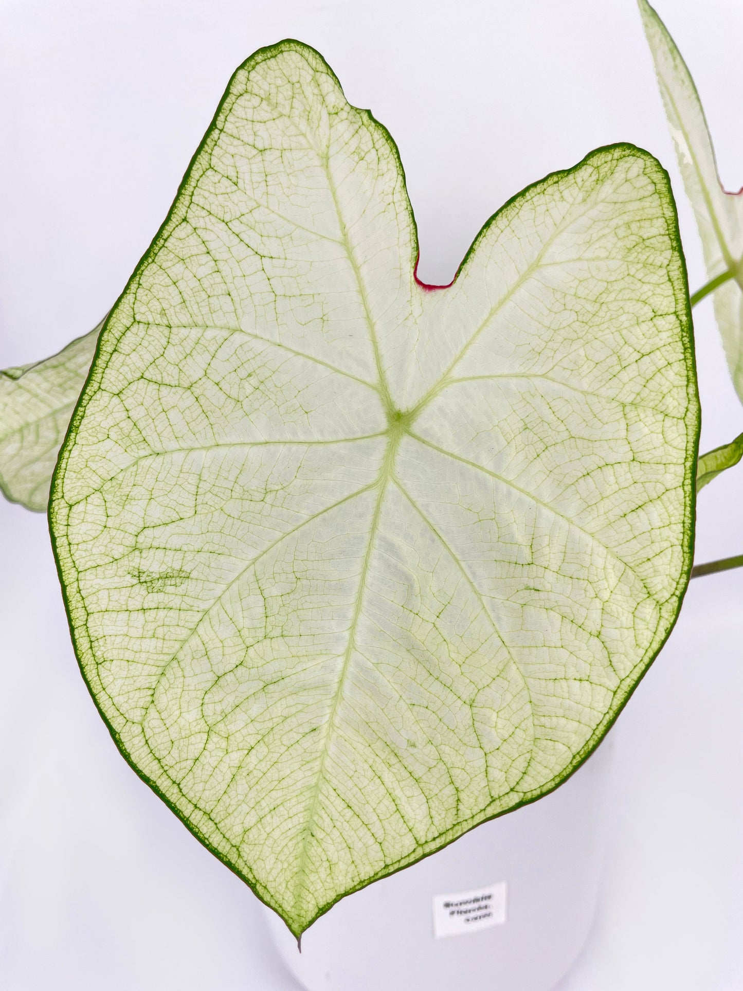 Caladium Florida Moonlight by Bumble Plants