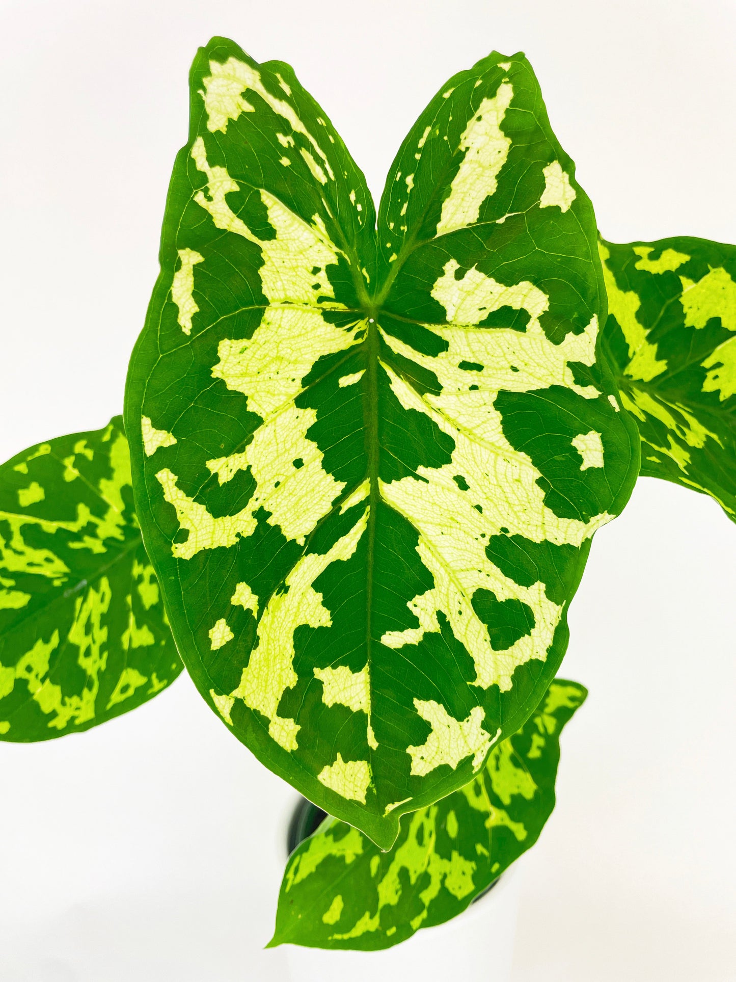 Caladium Hilo Beauty by Bumble Plants