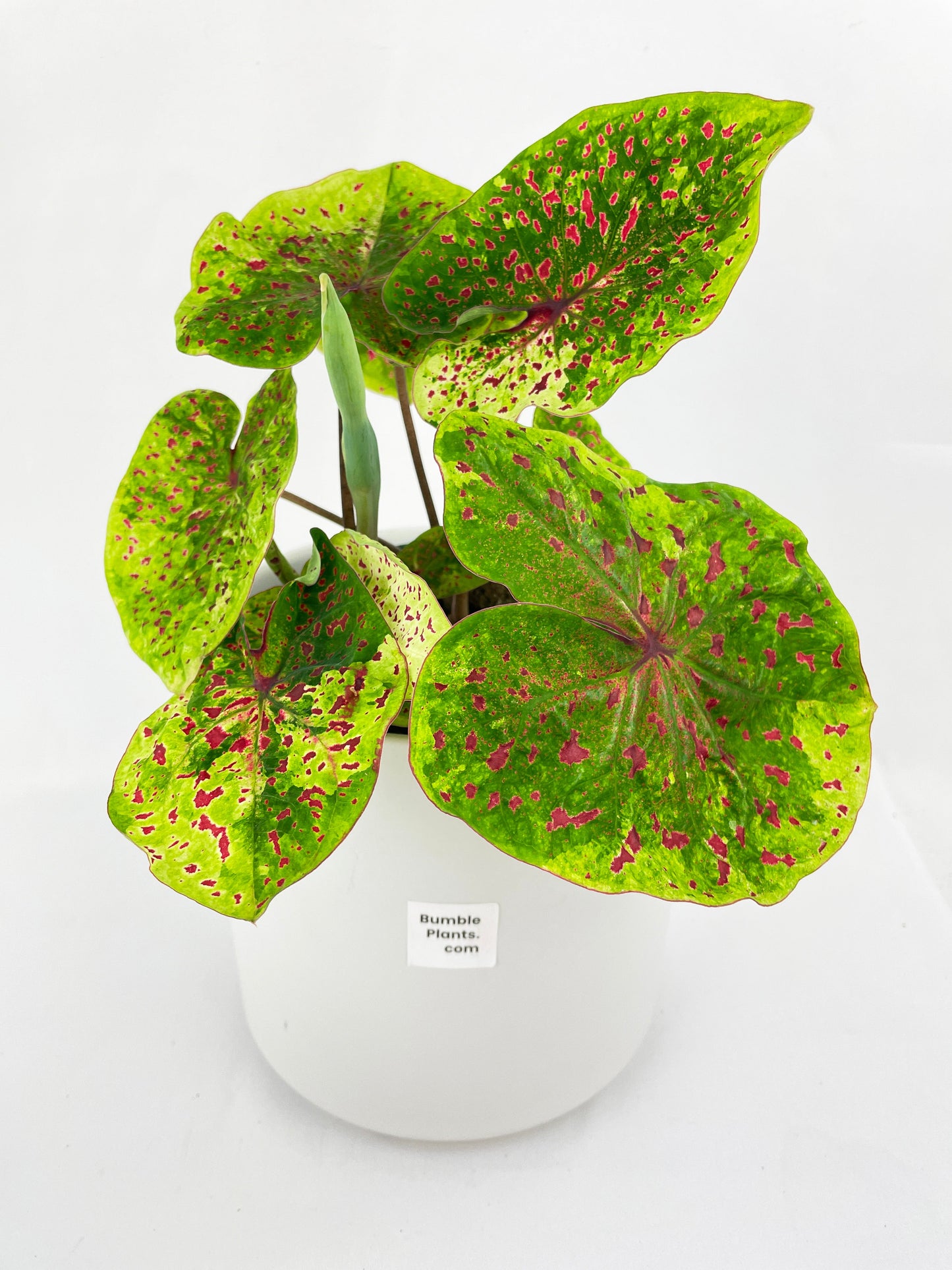 Caladium Miss Muffet by Bumble Plants