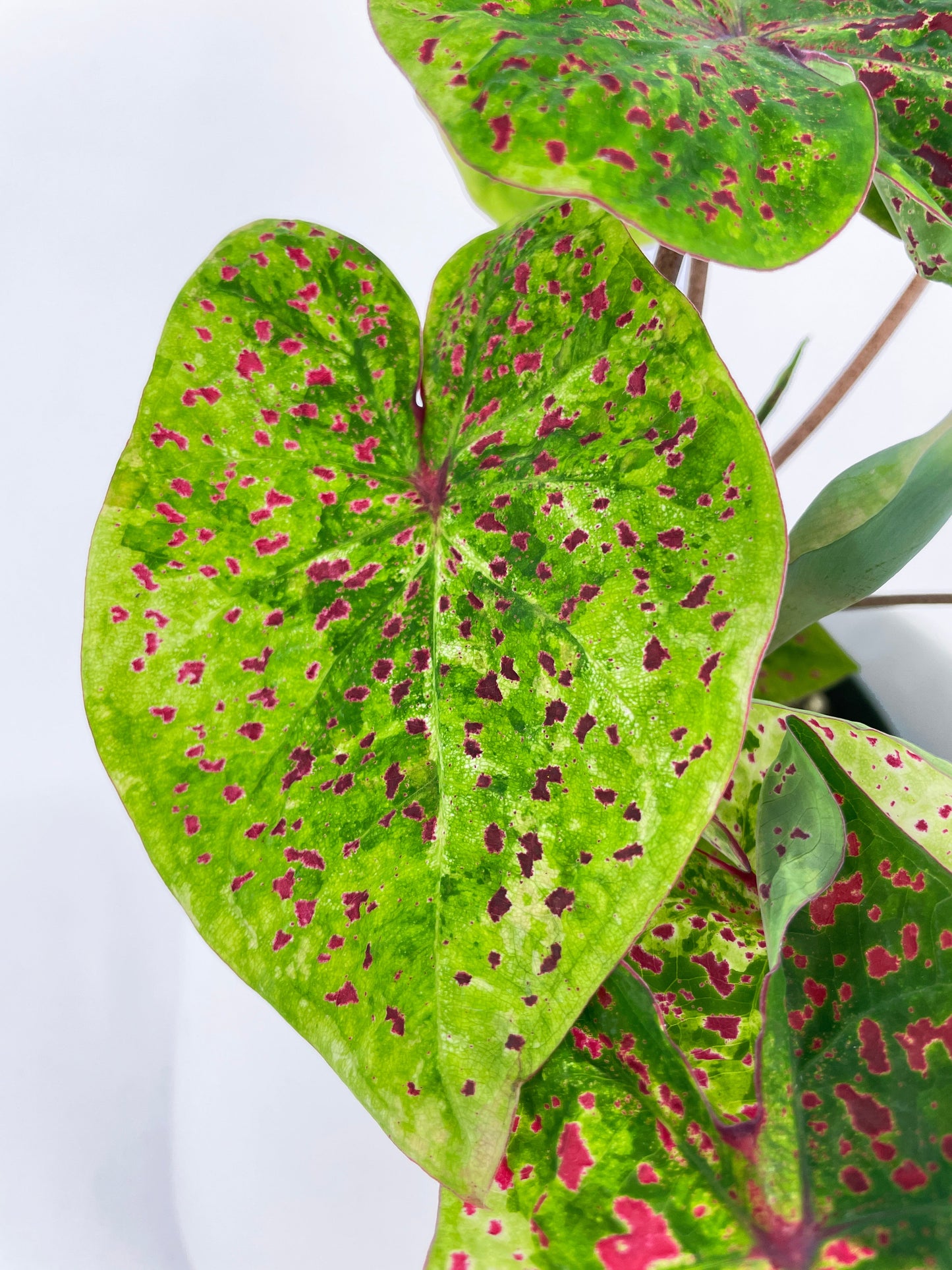 Caladium Miss Muffet by Bumble Plants