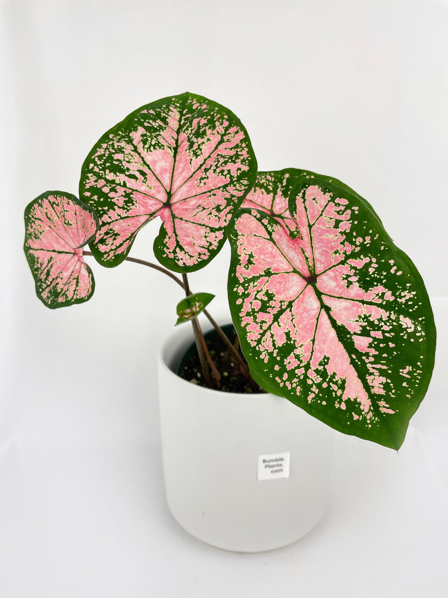 Caladium Pink Splash by Bumble Plants