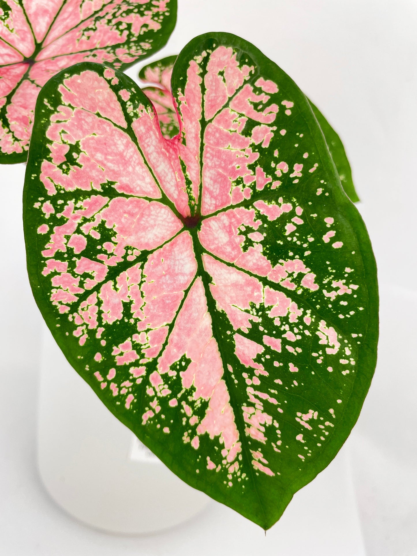 Caladium Pink Splash by Bumble Plants