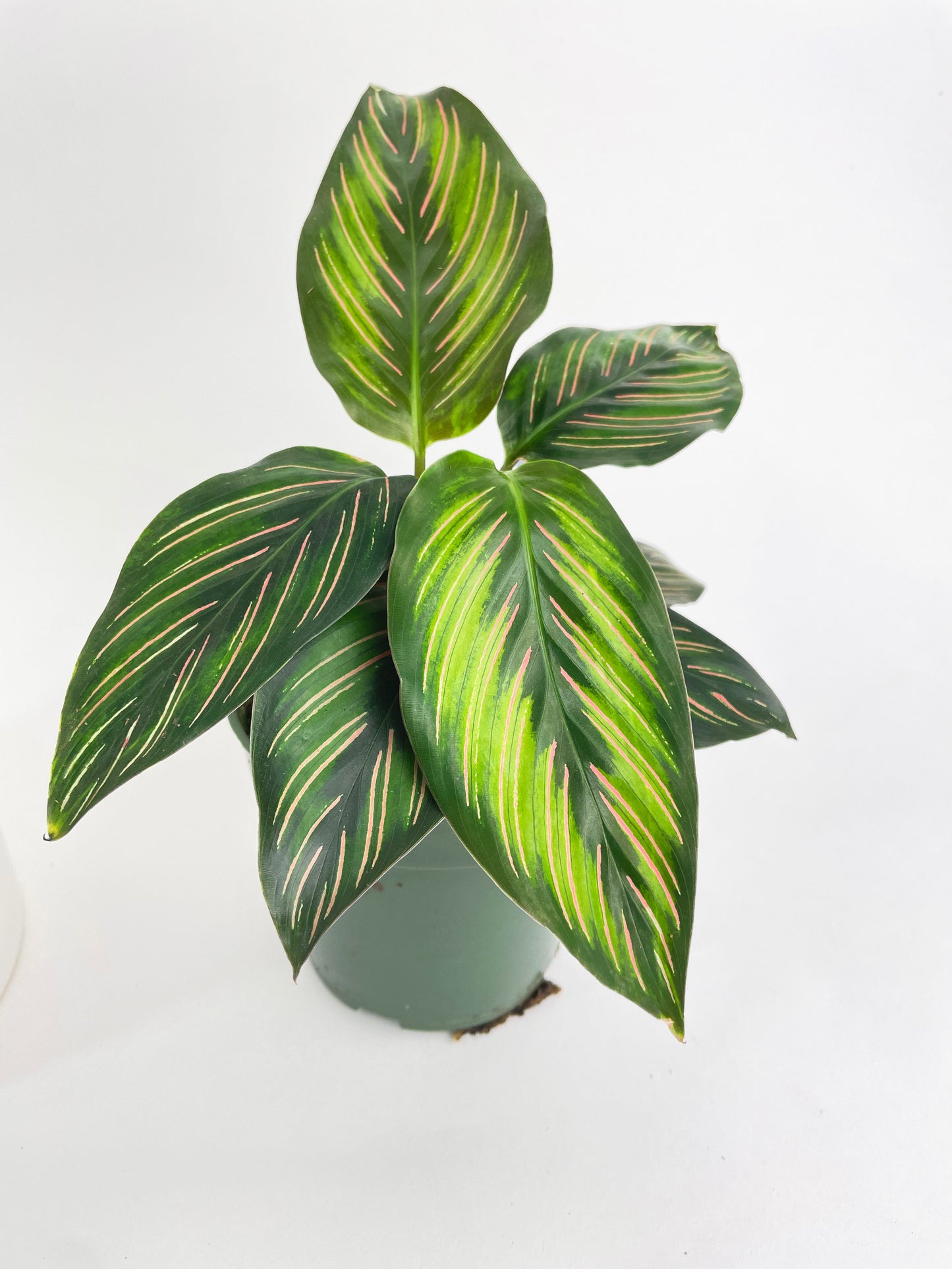 Calathea Peacock Beauty Star by Bumble Plants