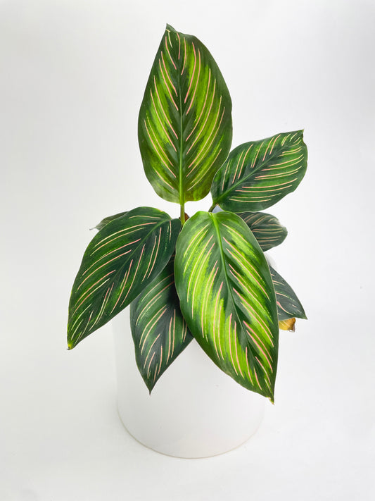 Calathea Peacock Beauty Star by Bumble Plants