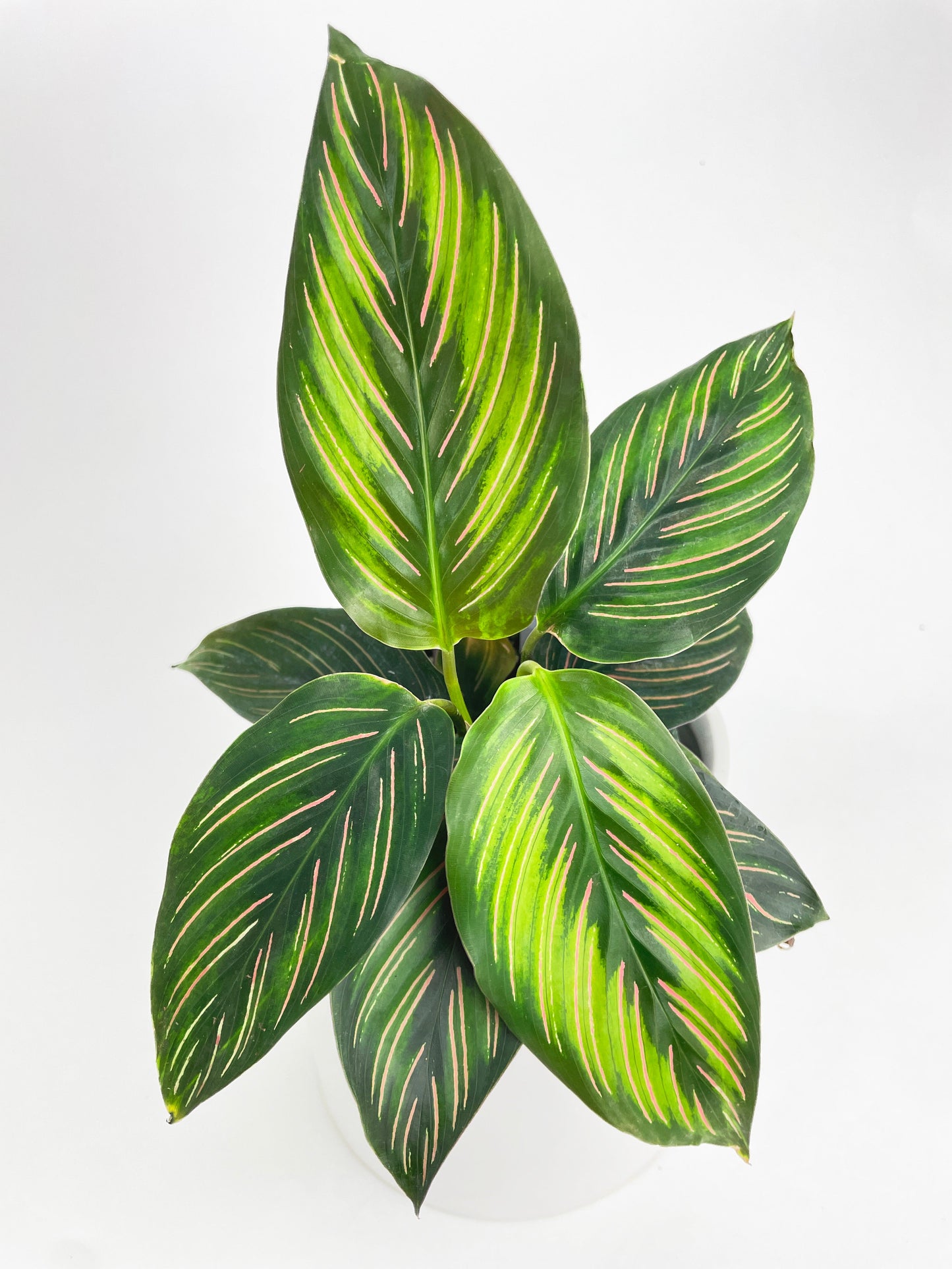 Calathea Peacock Beauty Star by Bumble Plants