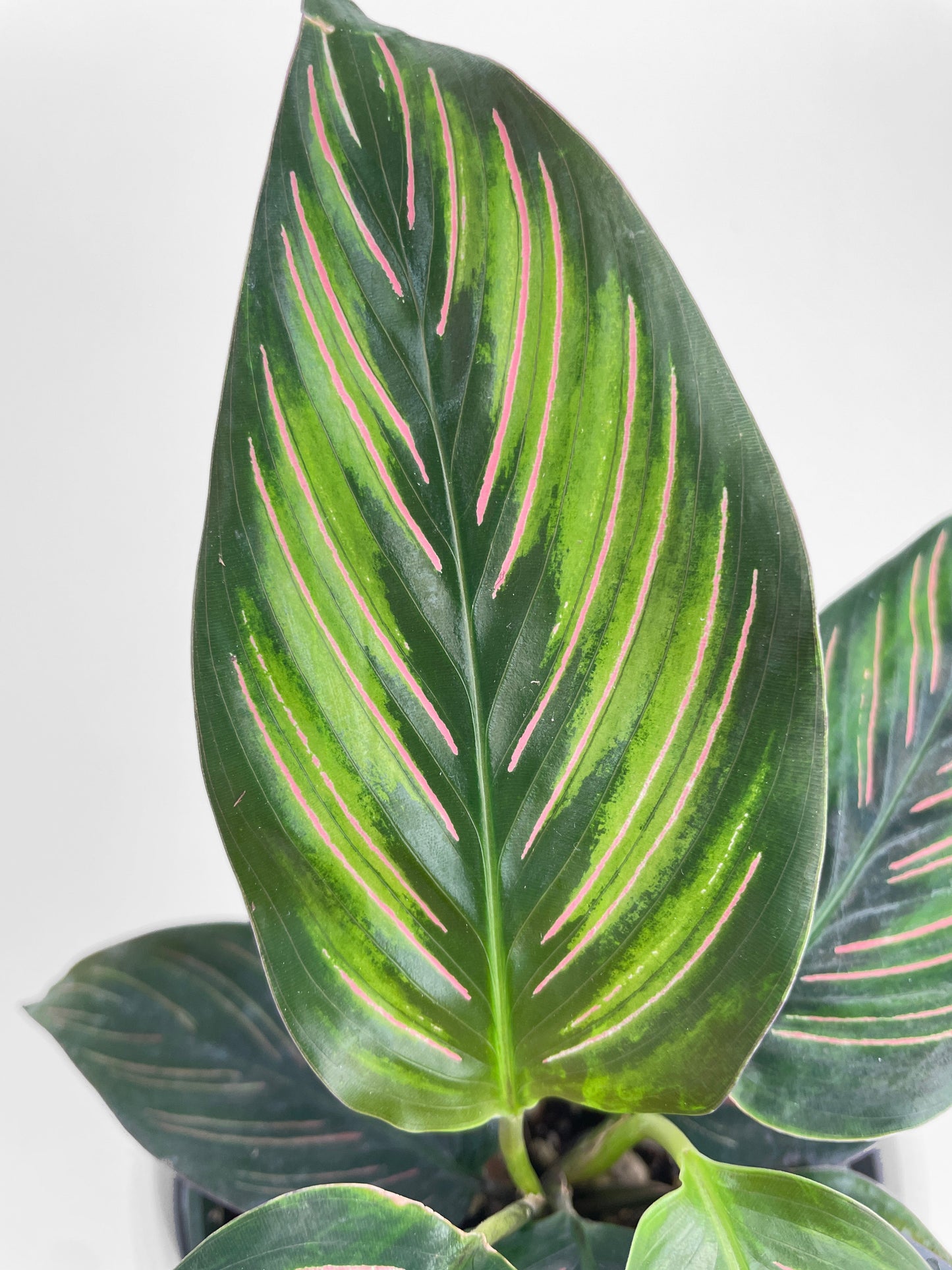 Calathea Peacock Beauty Star by Bumble Plants