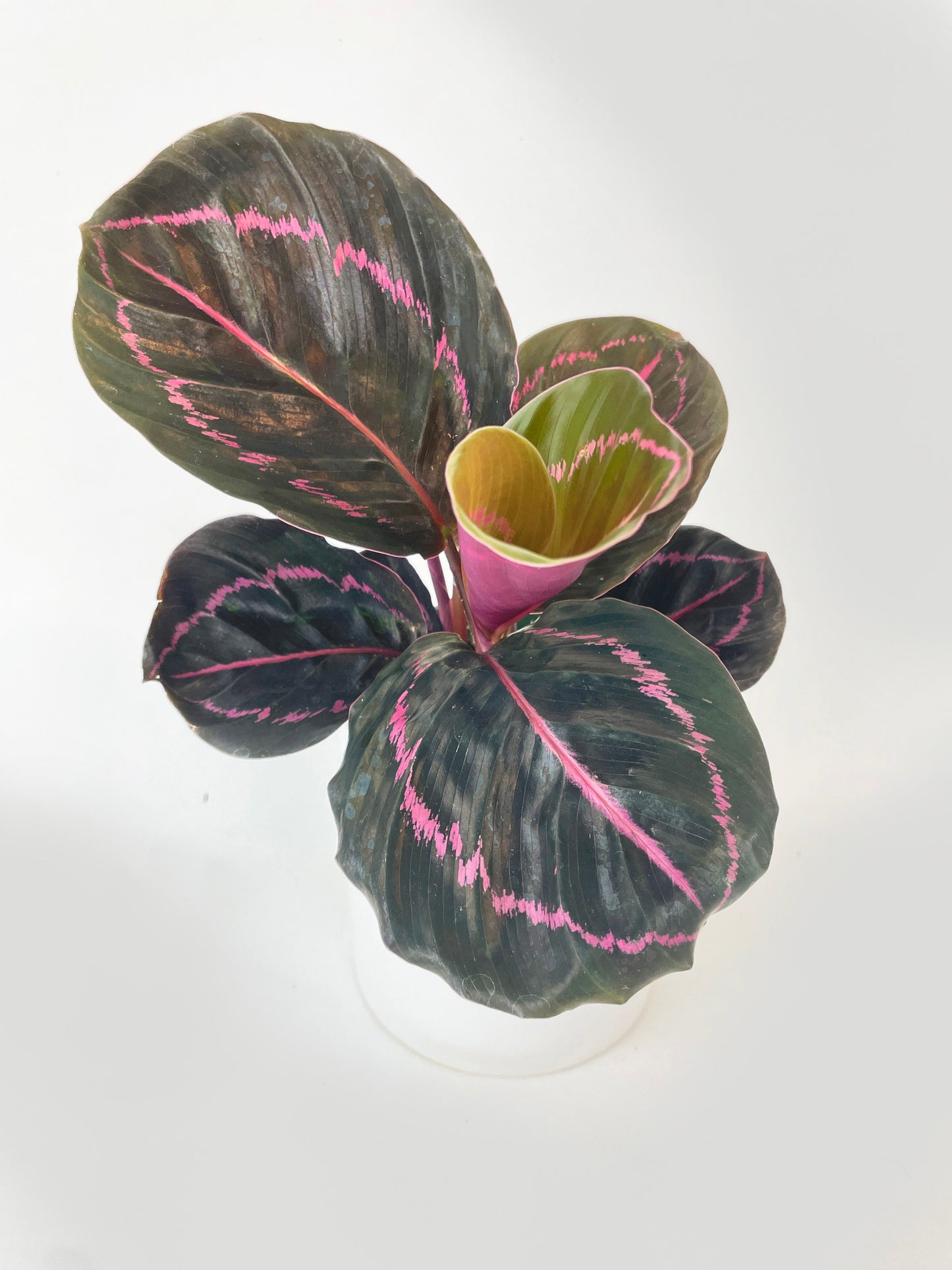 Calathea Dottie Roseopicta by Bumble Plants