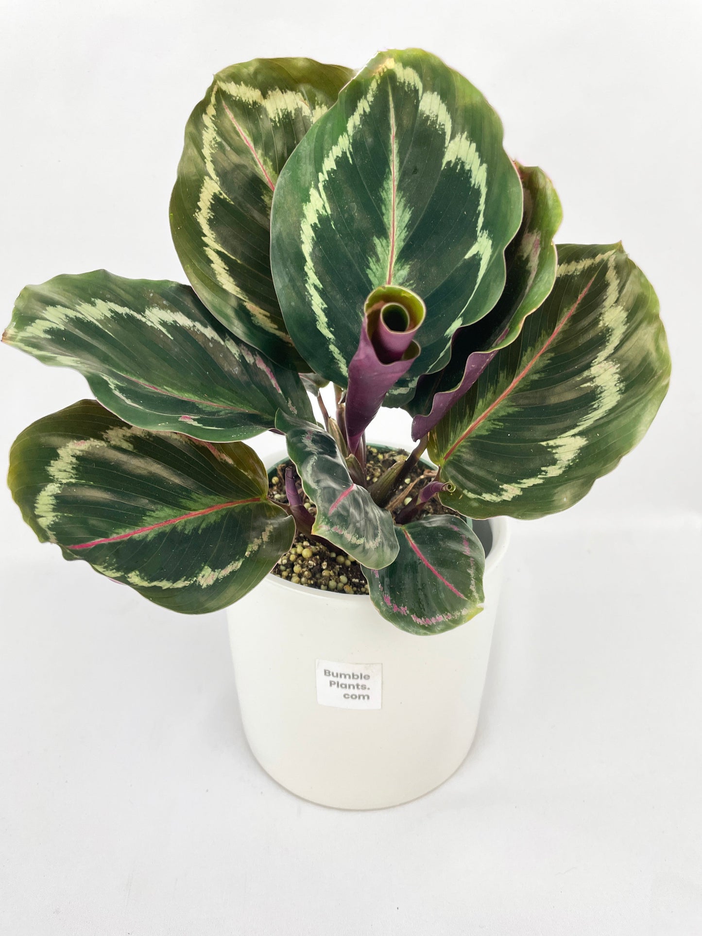 Calathea Medallion by Bumble Plants