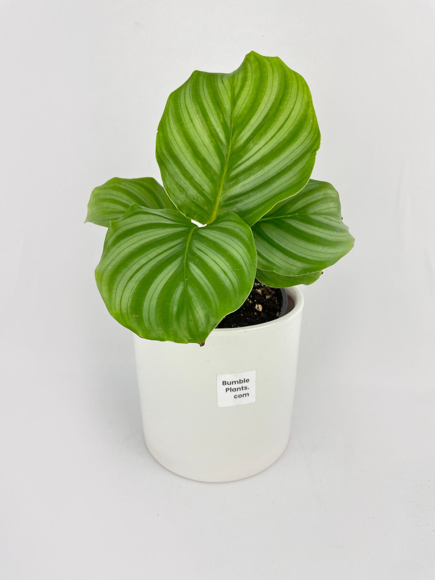 Calathea Orbifolia by Bumble Plants