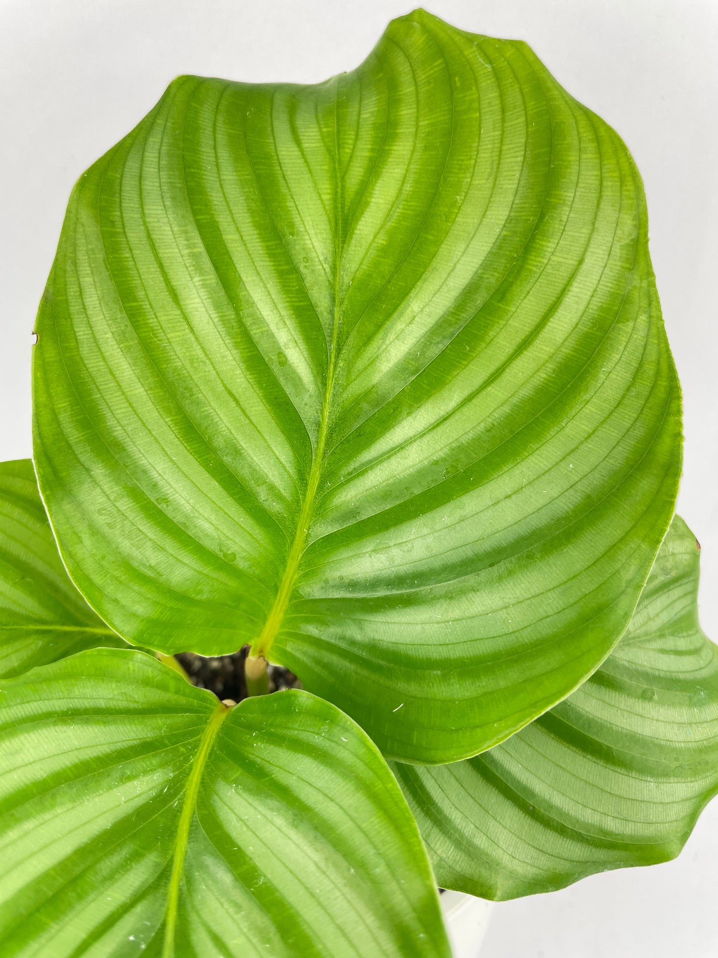 Calathea Orbifolia by Bumble Plants