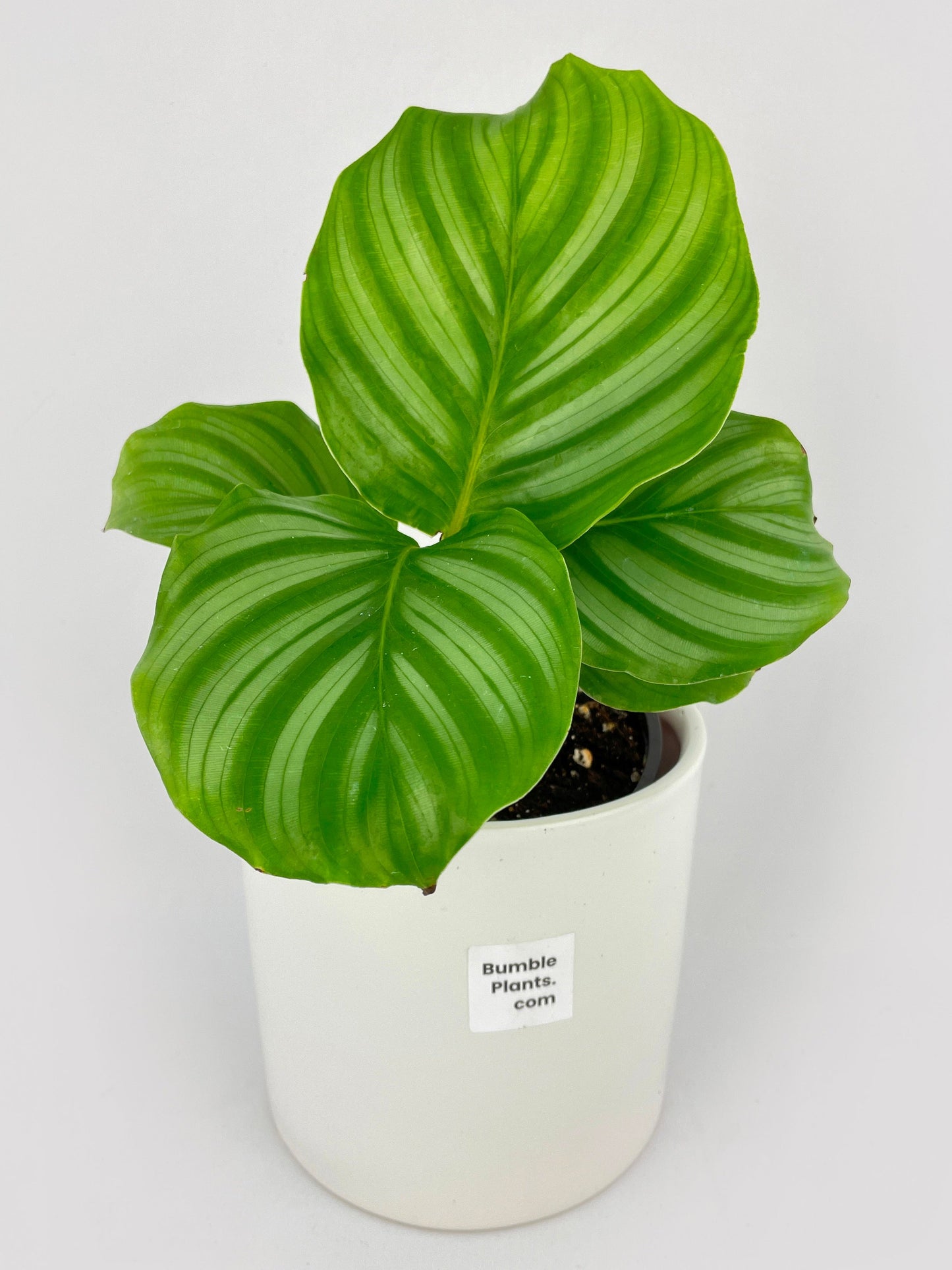 Calathea Orbifolia by Bumble Plants