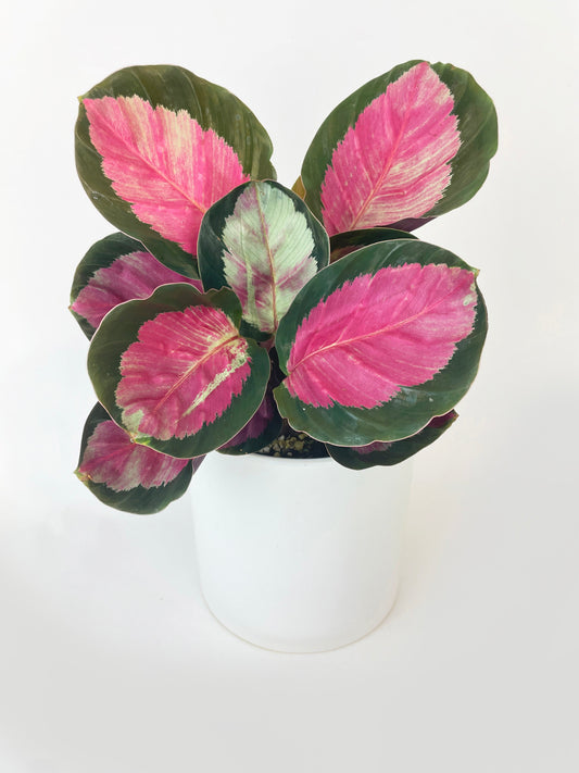 Calathea Rosy Crimson by Bumble Plants