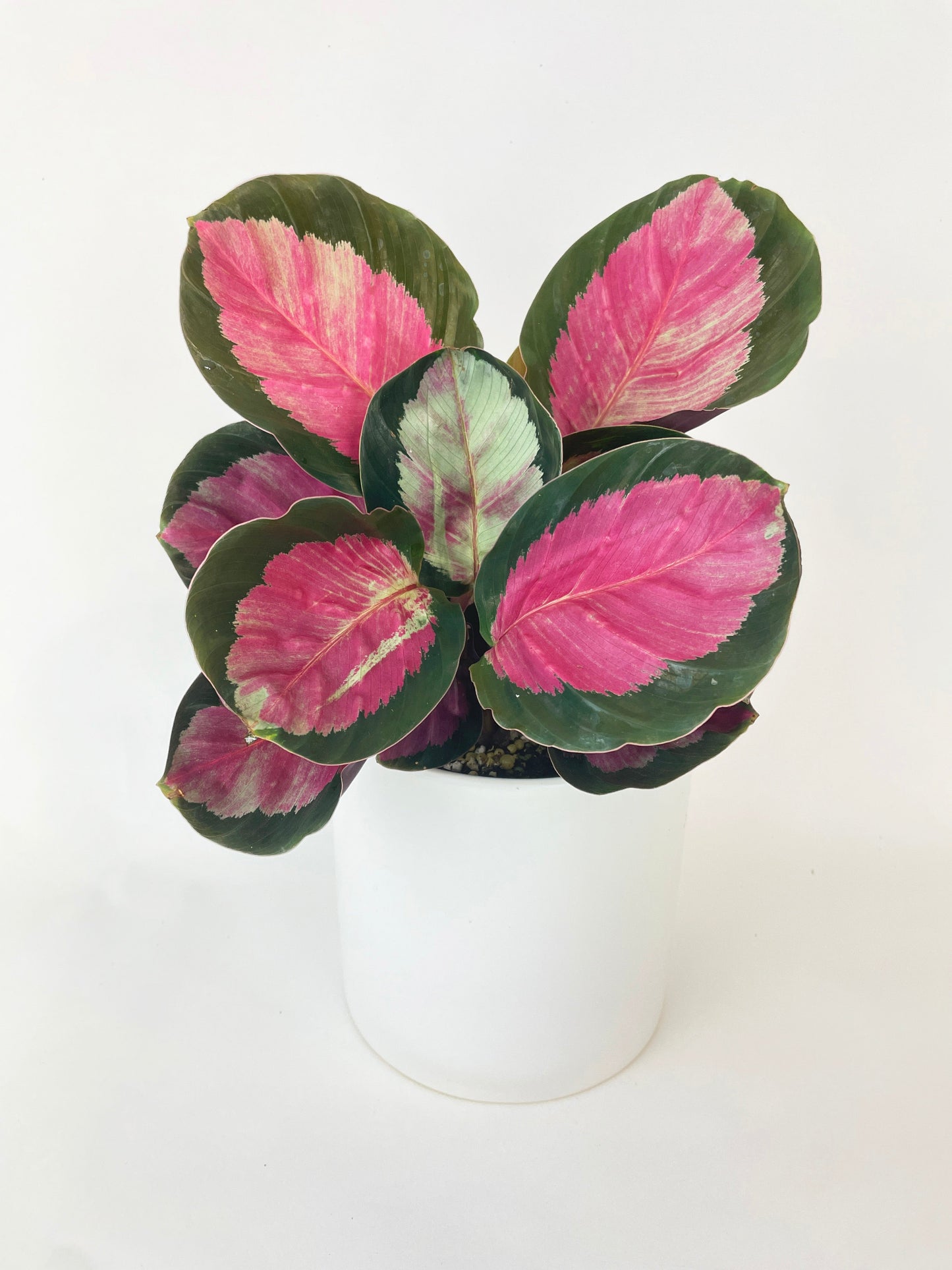 Calathea Rosy Crimson by Bumble Plants