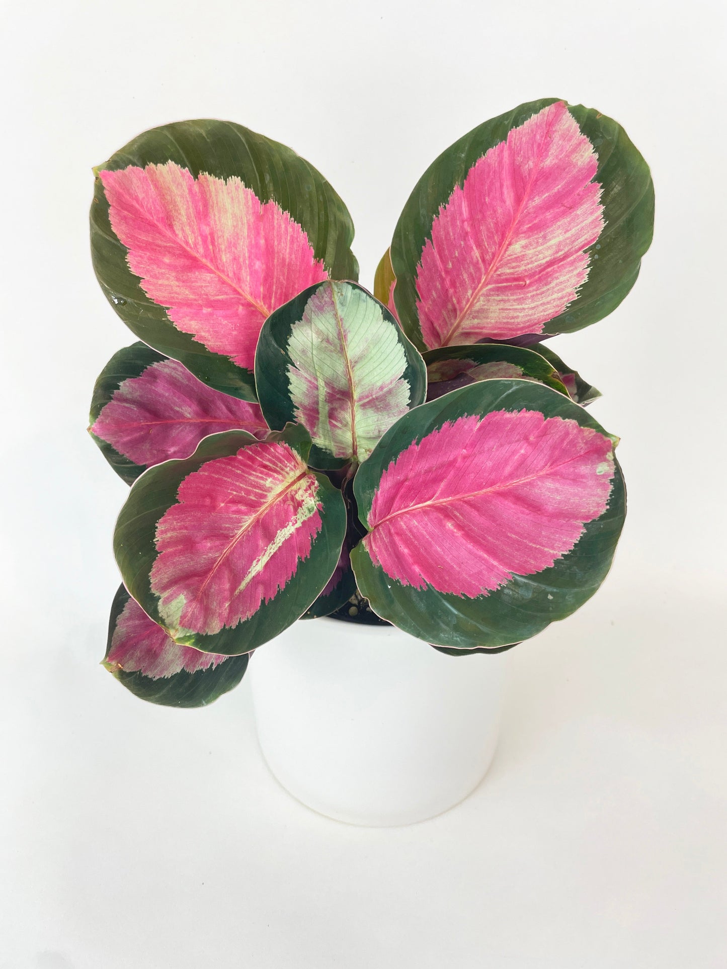 Calathea Rosy Crimson by Bumble Plants