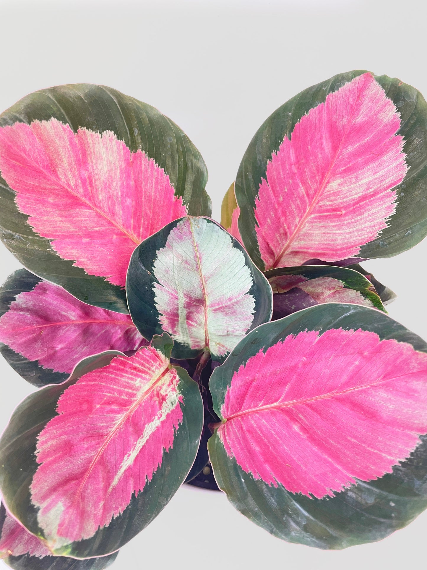 Calathea Rosy Crimson by Bumble Plants