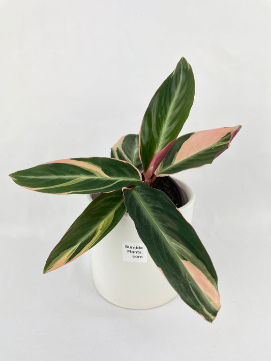 Calathea Triostar (Stromanthe Sanguinea) by Bumble Plants