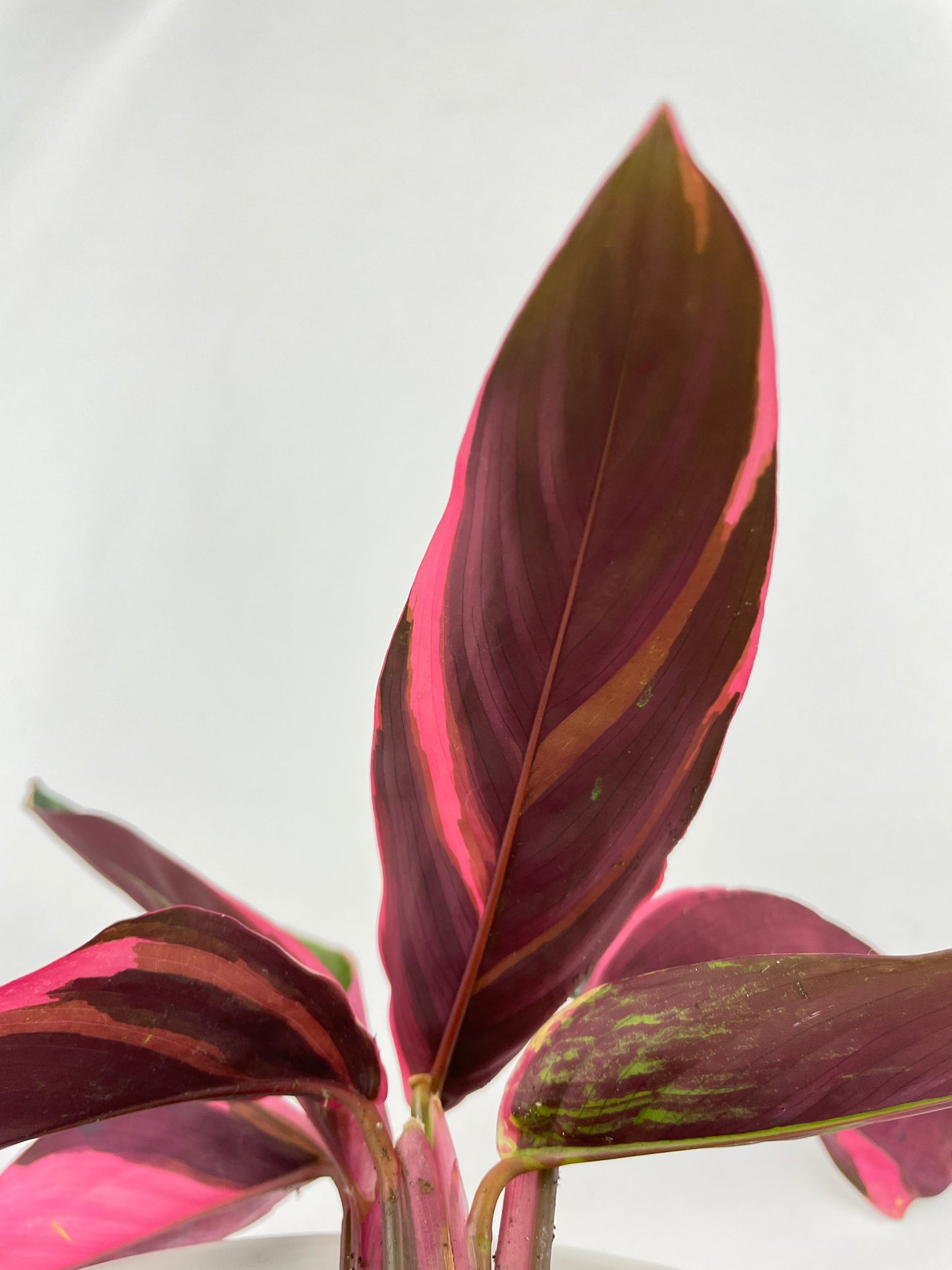 Calathea Triostar (Stromanthe Sanguinea) by Bumble Plants