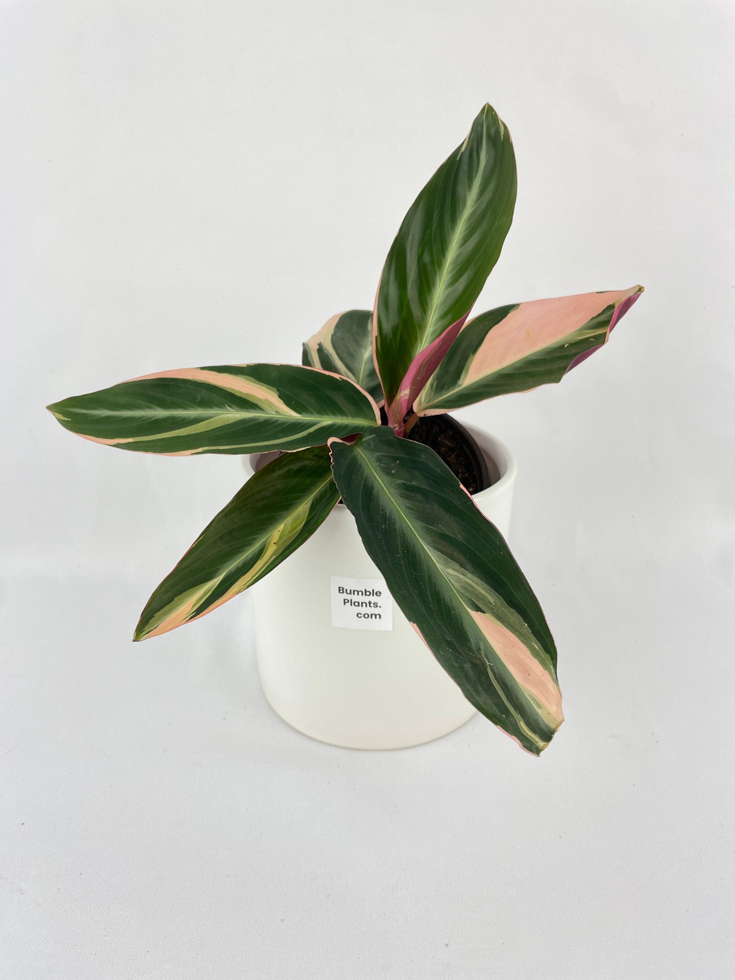 Calathea Triostar (Stromanthe Sanguinea) by Bumble Plants