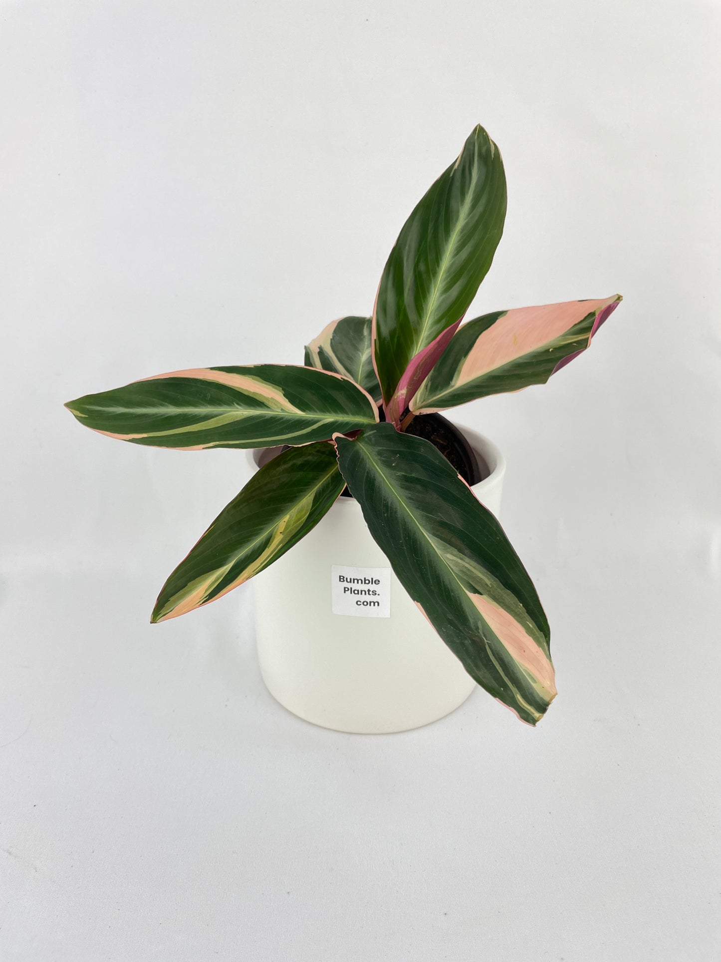 Calathea Triostar (Stromanthe Sanguinea) by Bumble Plants