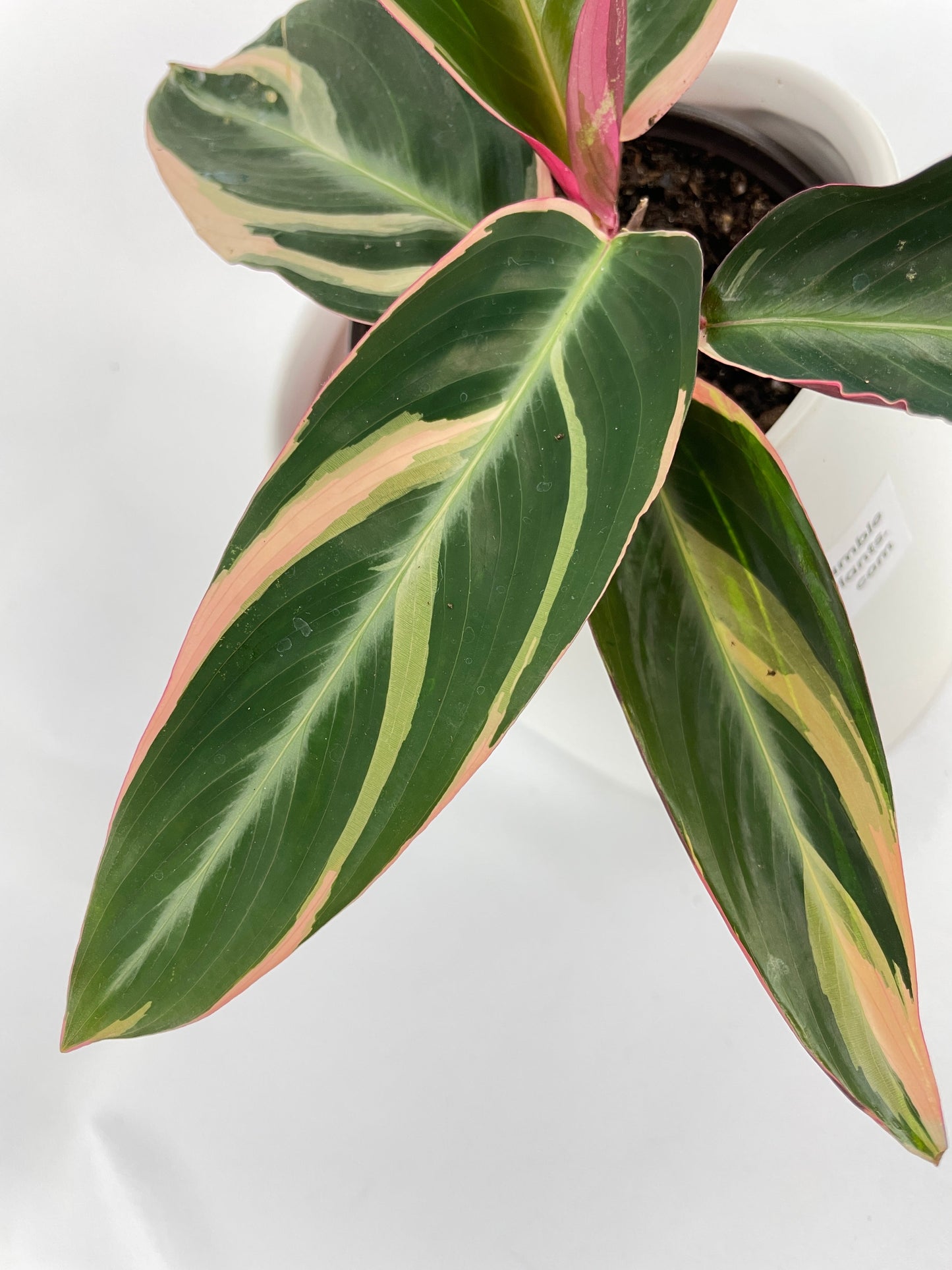 Calathea Triostar (Stromanthe Sanguinea) by Bumble Plants