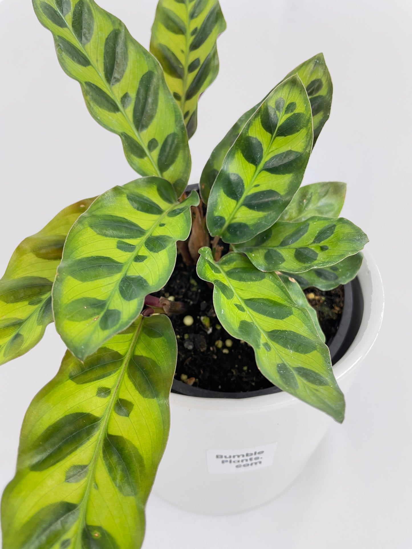 Calathea Rattlesnake Lancifolia by Bumble Plants