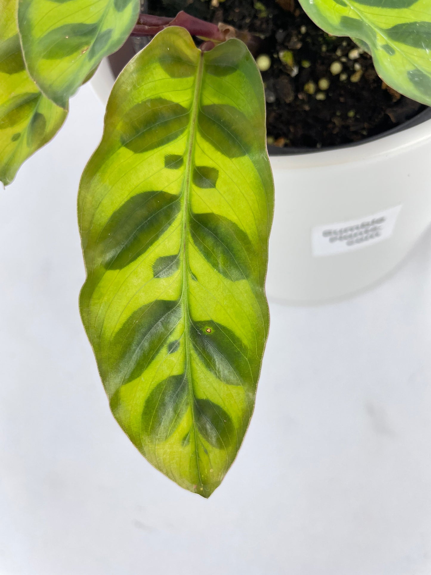 Calathea Rattlesnake Lancifolia by Bumble Plants