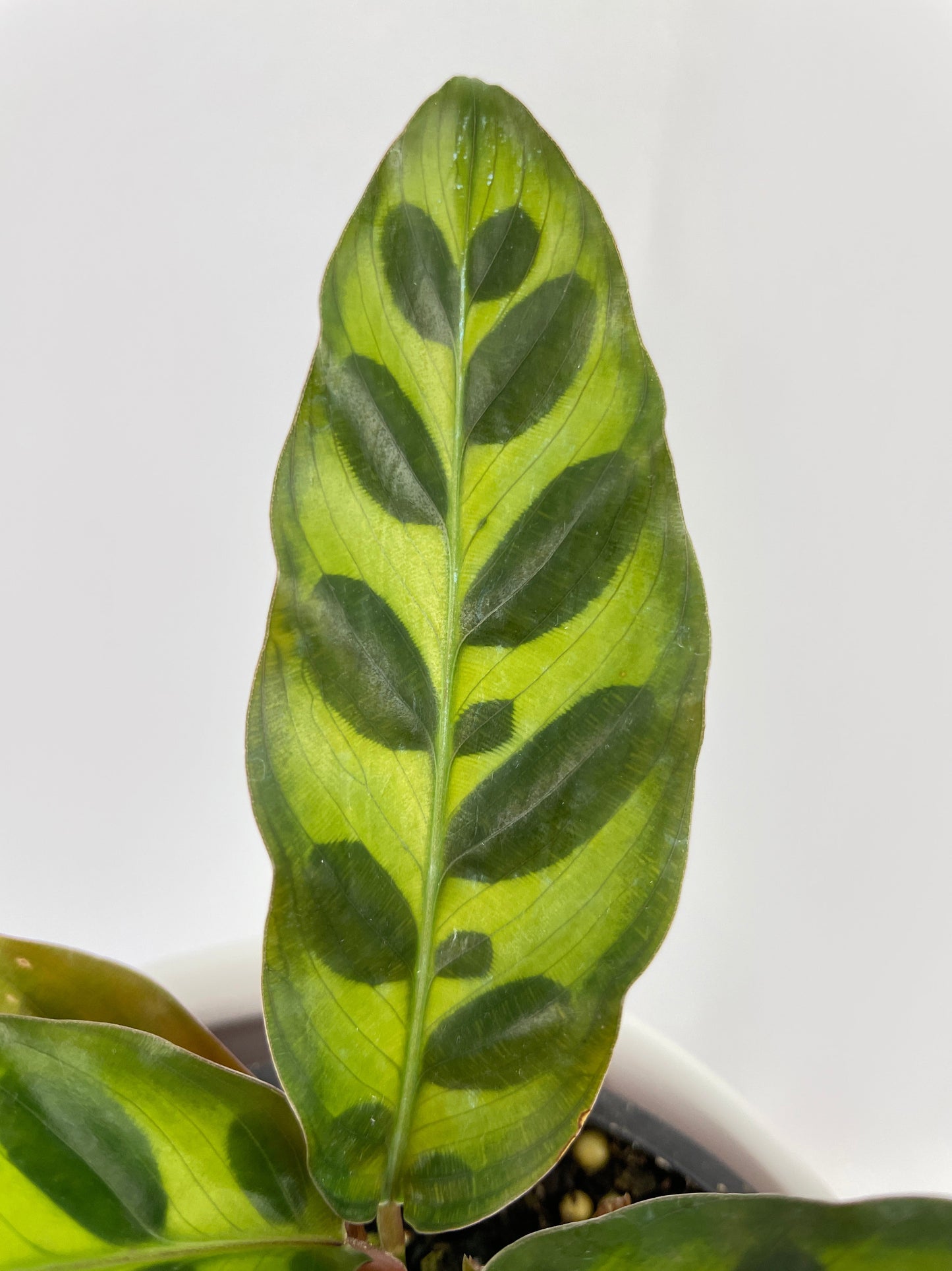 Calathea Rattlesnake Lancifolia by Bumble Plants