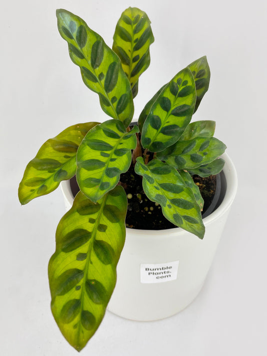 Calathea Rattlesnake Lancifolia by Bumble Plants