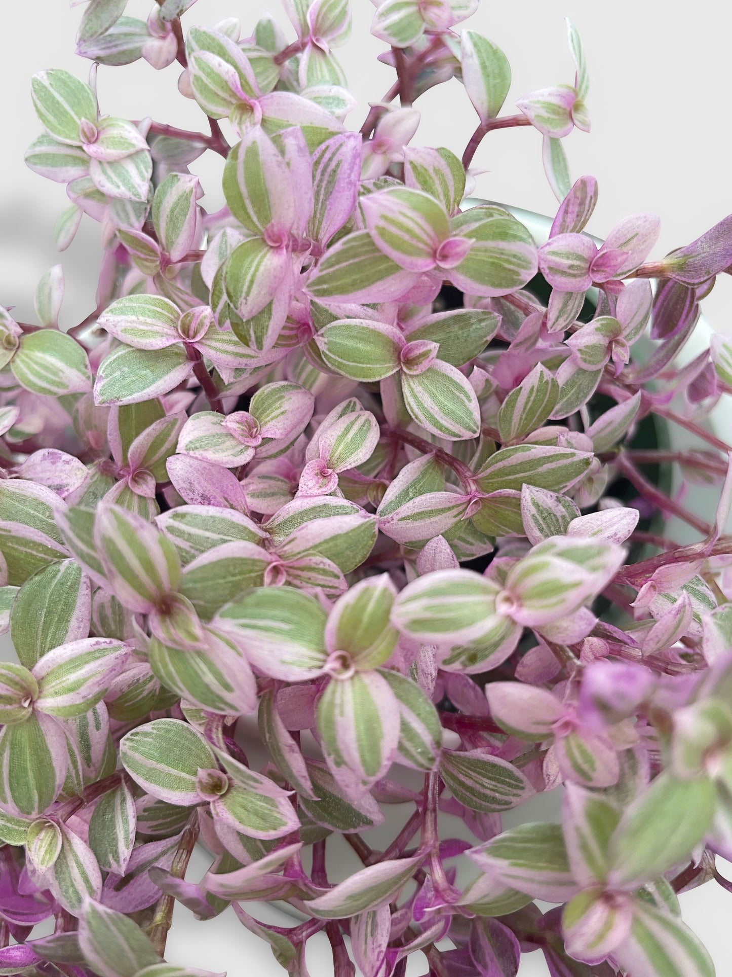 Callisia Repens Rosato 'Pink Panther' by Bumble Plants