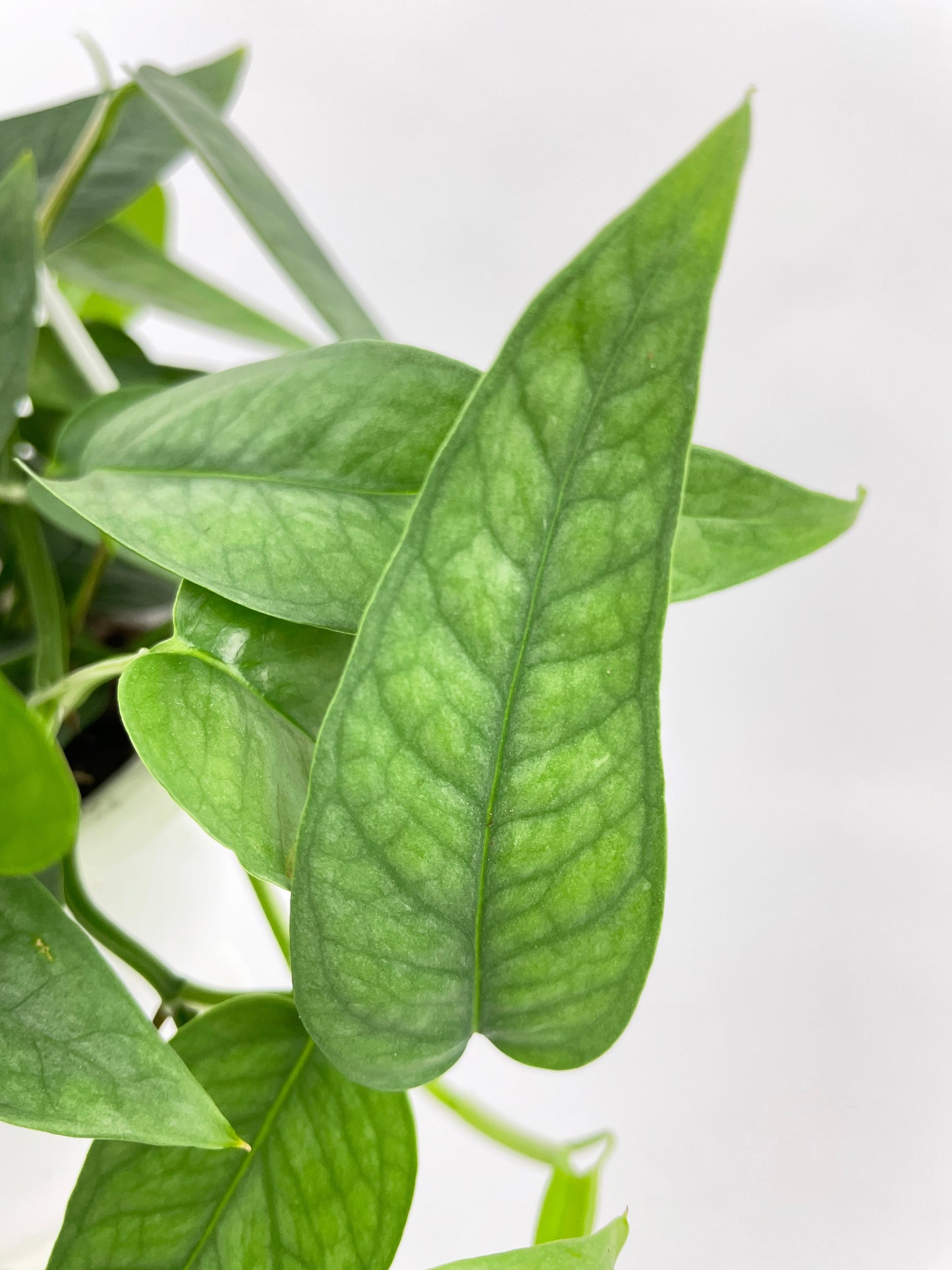 Epipremnum Pinnatum ‘Cebu Blue’ Pothos by Bumble Plants