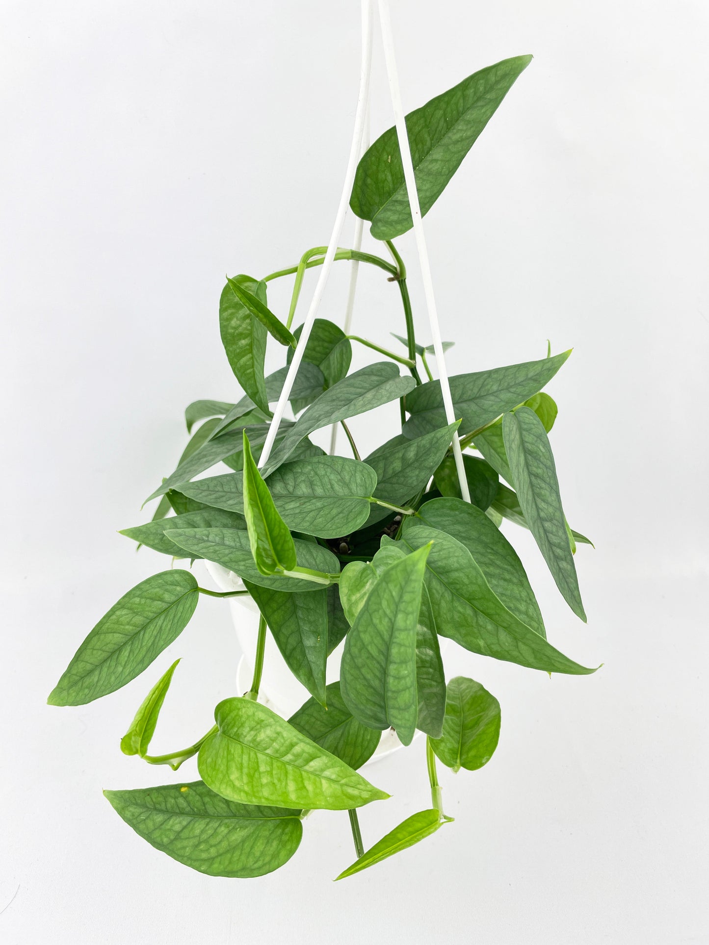 Epipremnum Pinnatum ‘Cebu Blue’ Pothos by Bumble Plants