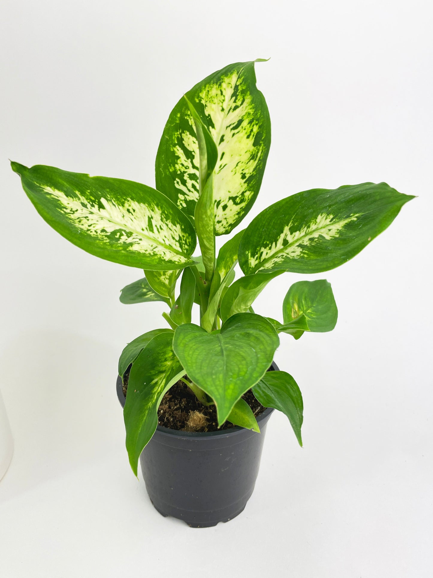 Dieffenbachia Memoria Corsii by Bumble Plants