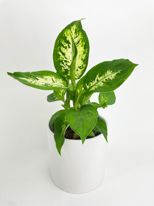 Dieffenbachia Memoria Corsii by Bumble Plants