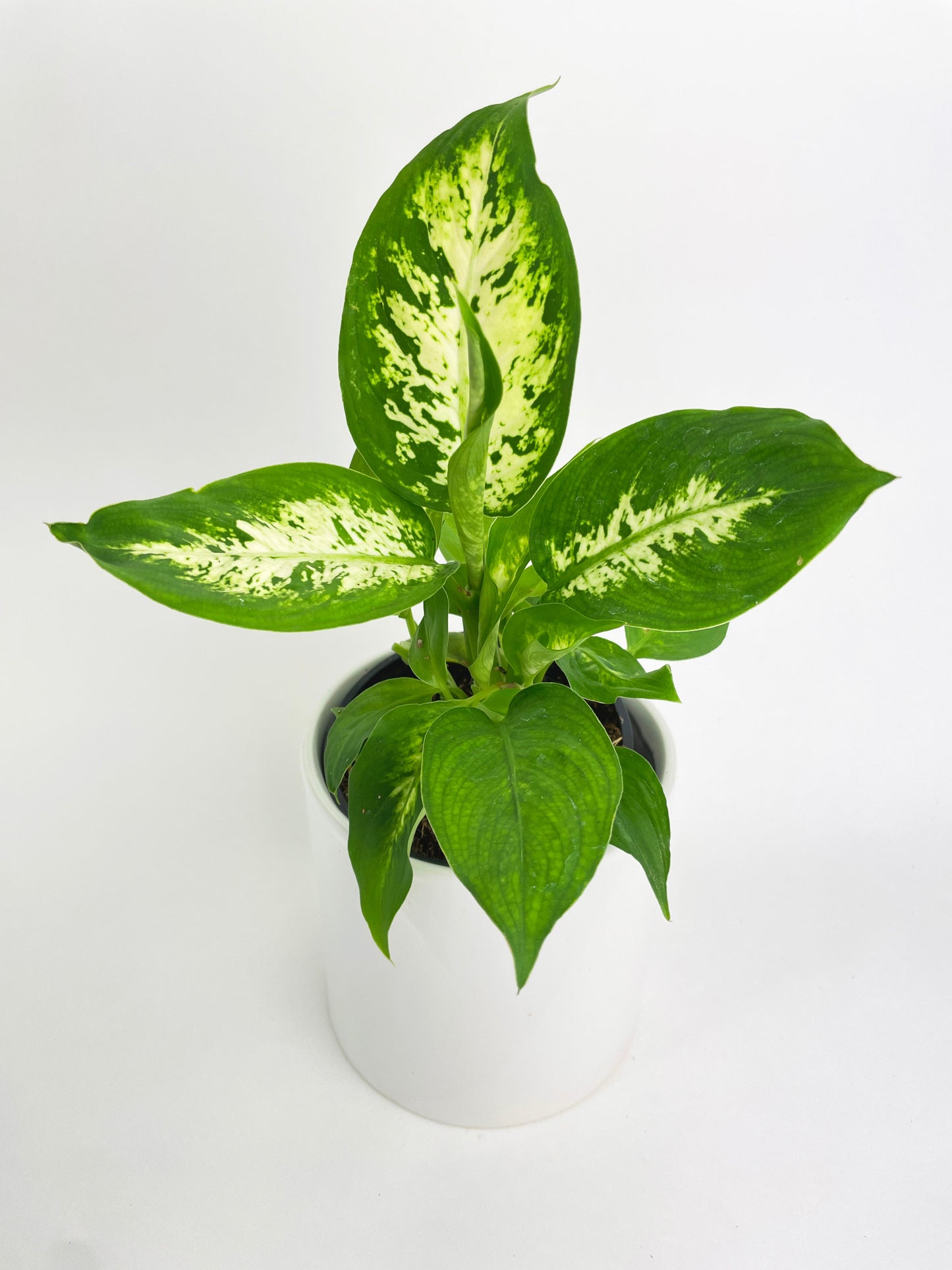 Dieffenbachia Memoria Corsii by Bumble Plants