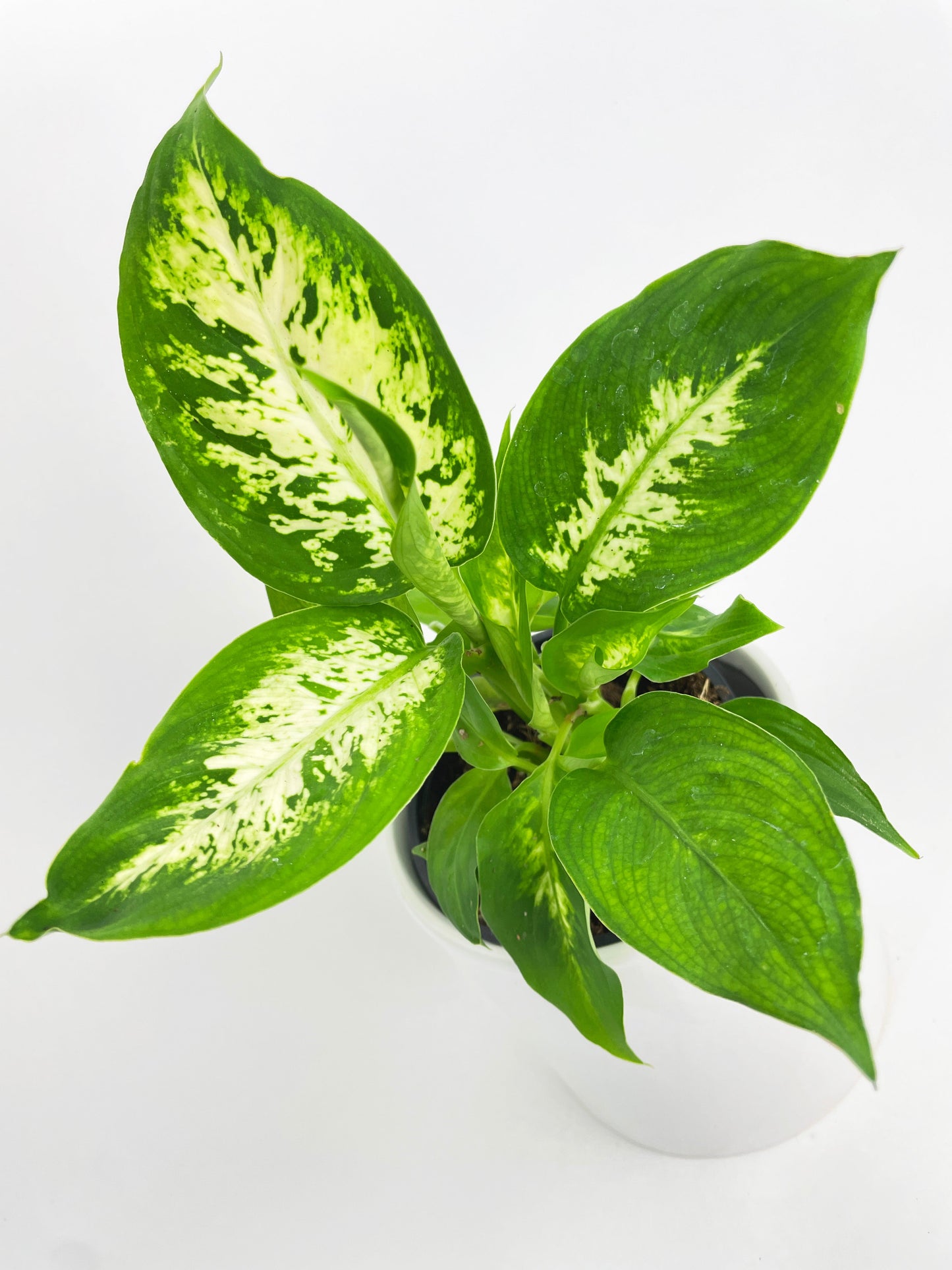 Dieffenbachia Memoria Corsii by Bumble Plants