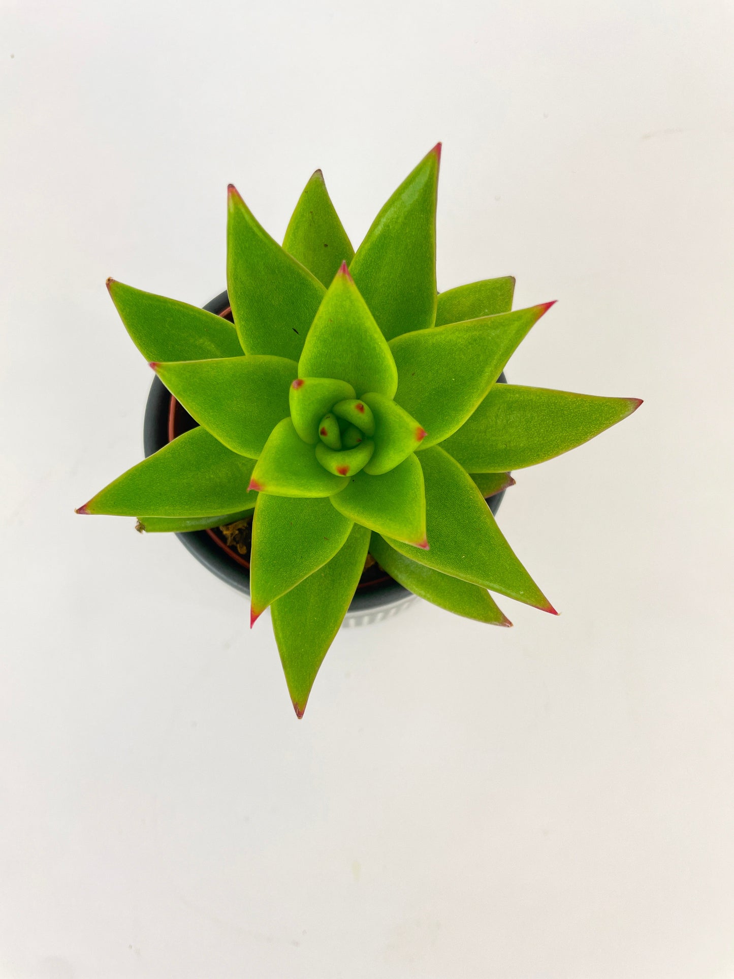 Echeveria Agavoides Succulent by Bumble Plants