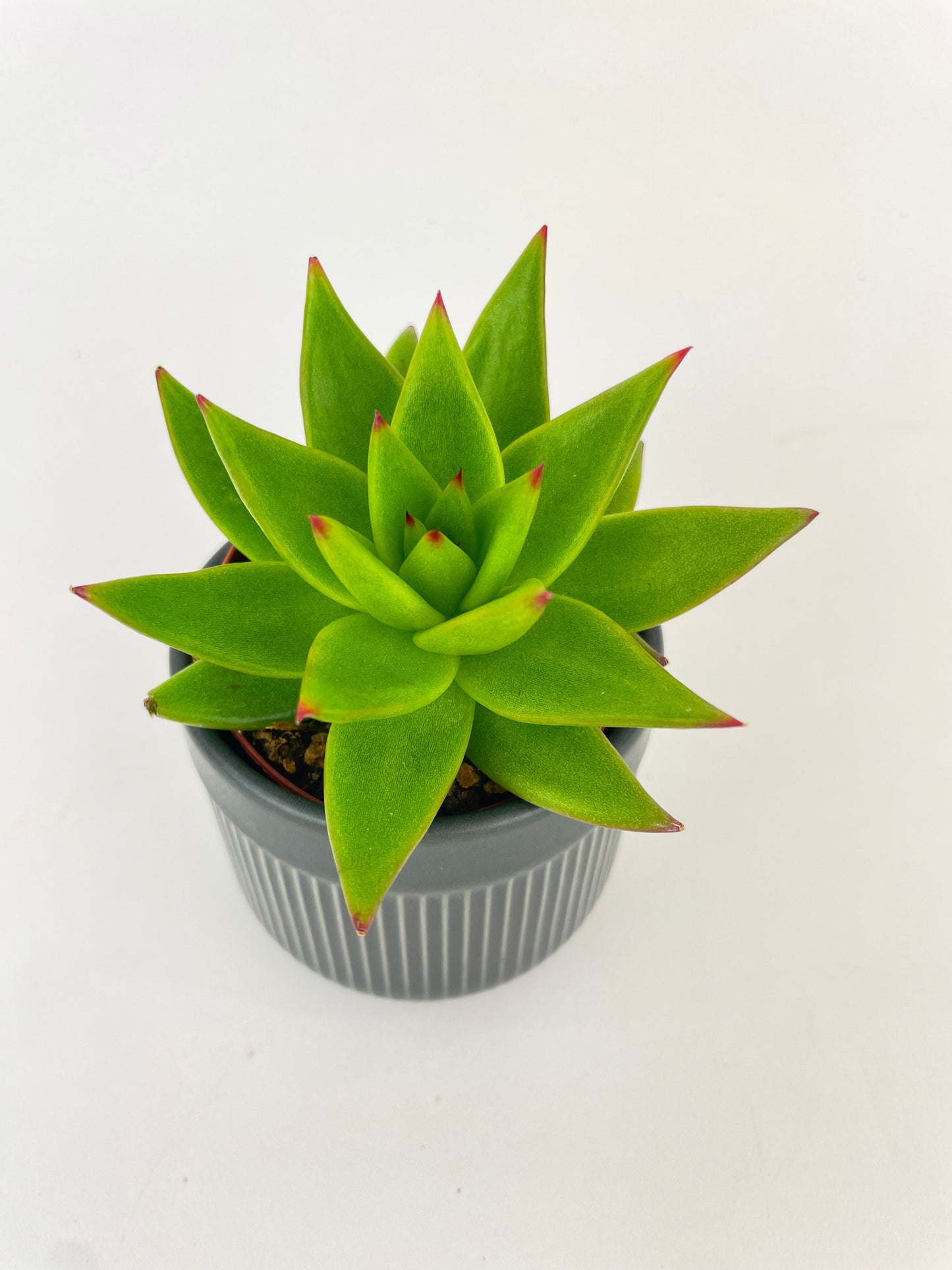 Echeveria Agavoides Succulent by Bumble Plants