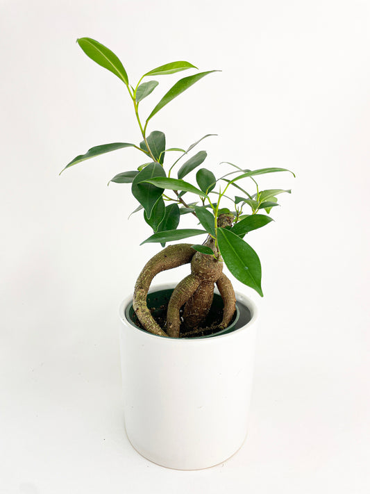 Ficus Microcarpa 'Moclame' Mini Bonsai Tree by Bumble Plants