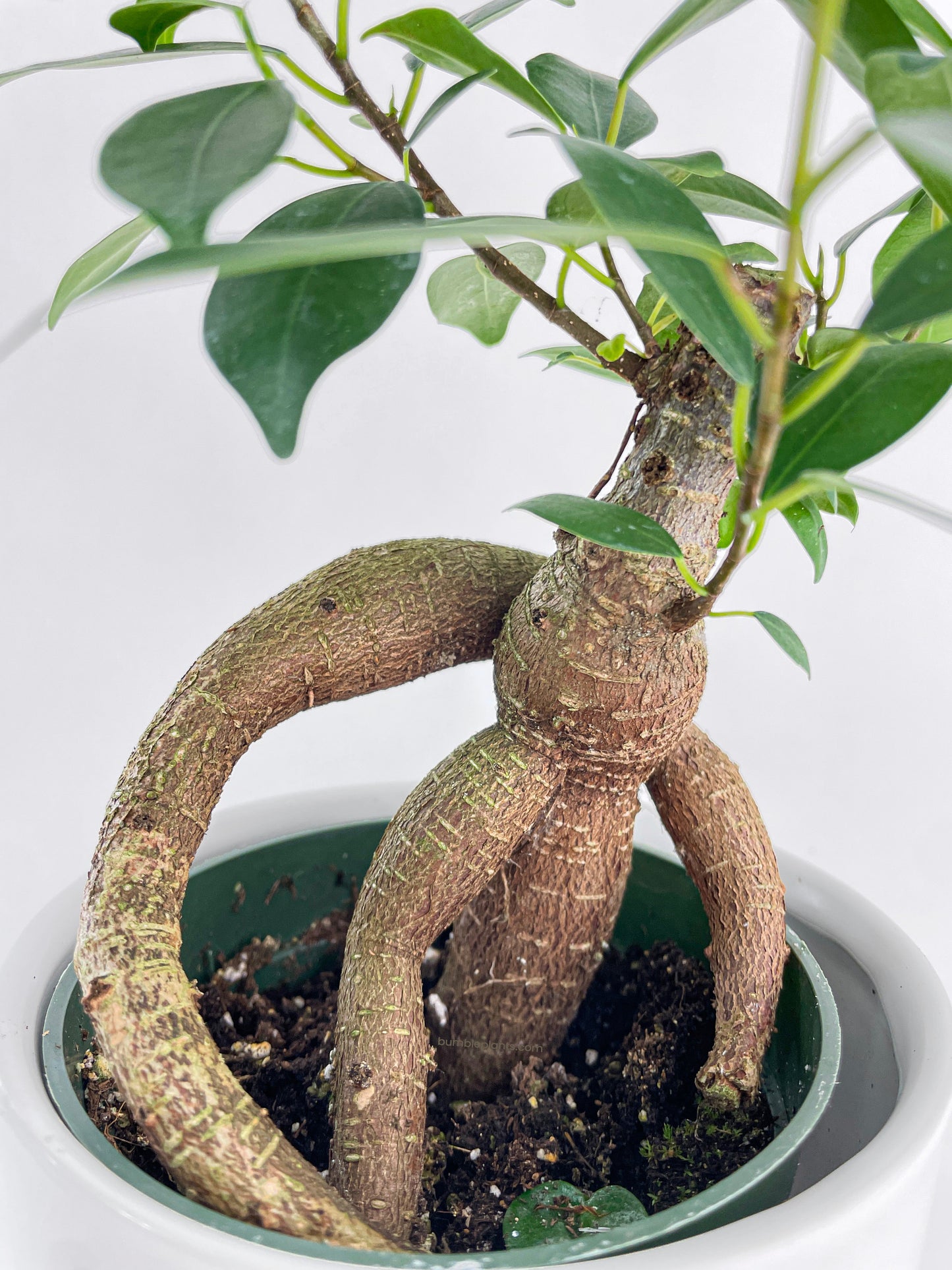 Ficus Microcarpa 'Moclame' Mini Bonsai Tree by Bumble Plants