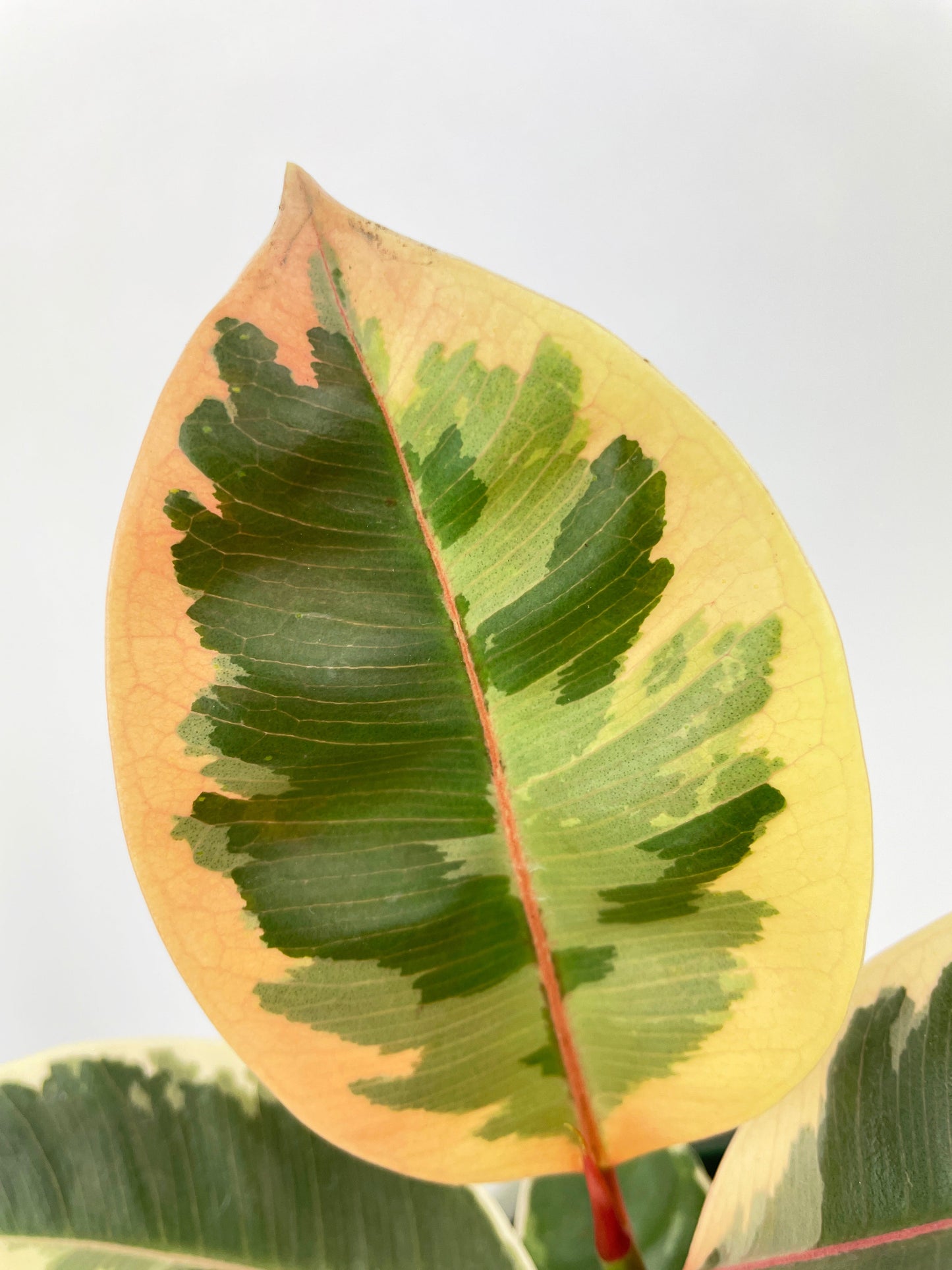 Ficus Elastica Tineke Variegated Rubber Plant by Bumble Plants