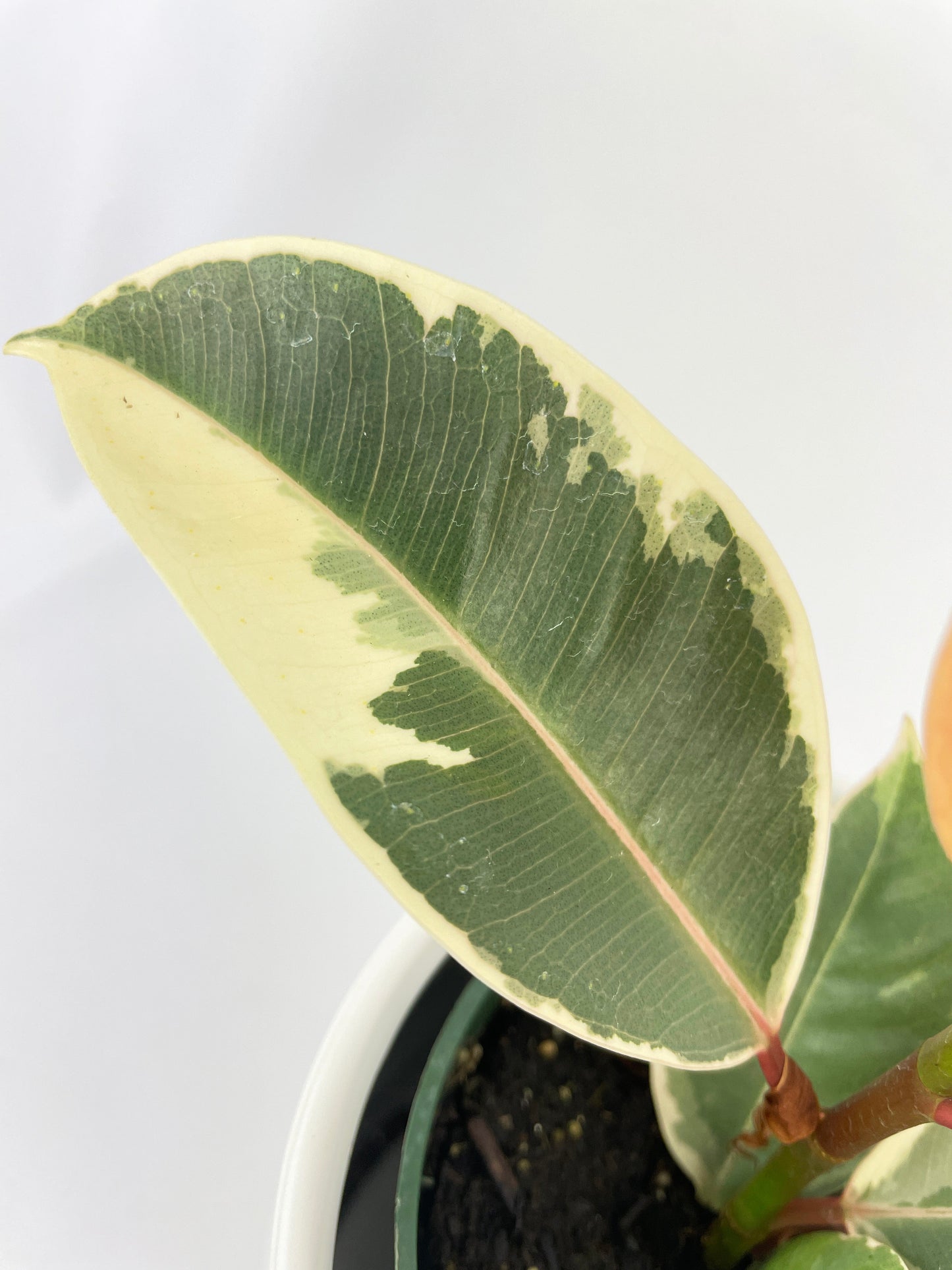 Ficus Elastica Tineke Variegated Rubber Plant by Bumble Plants