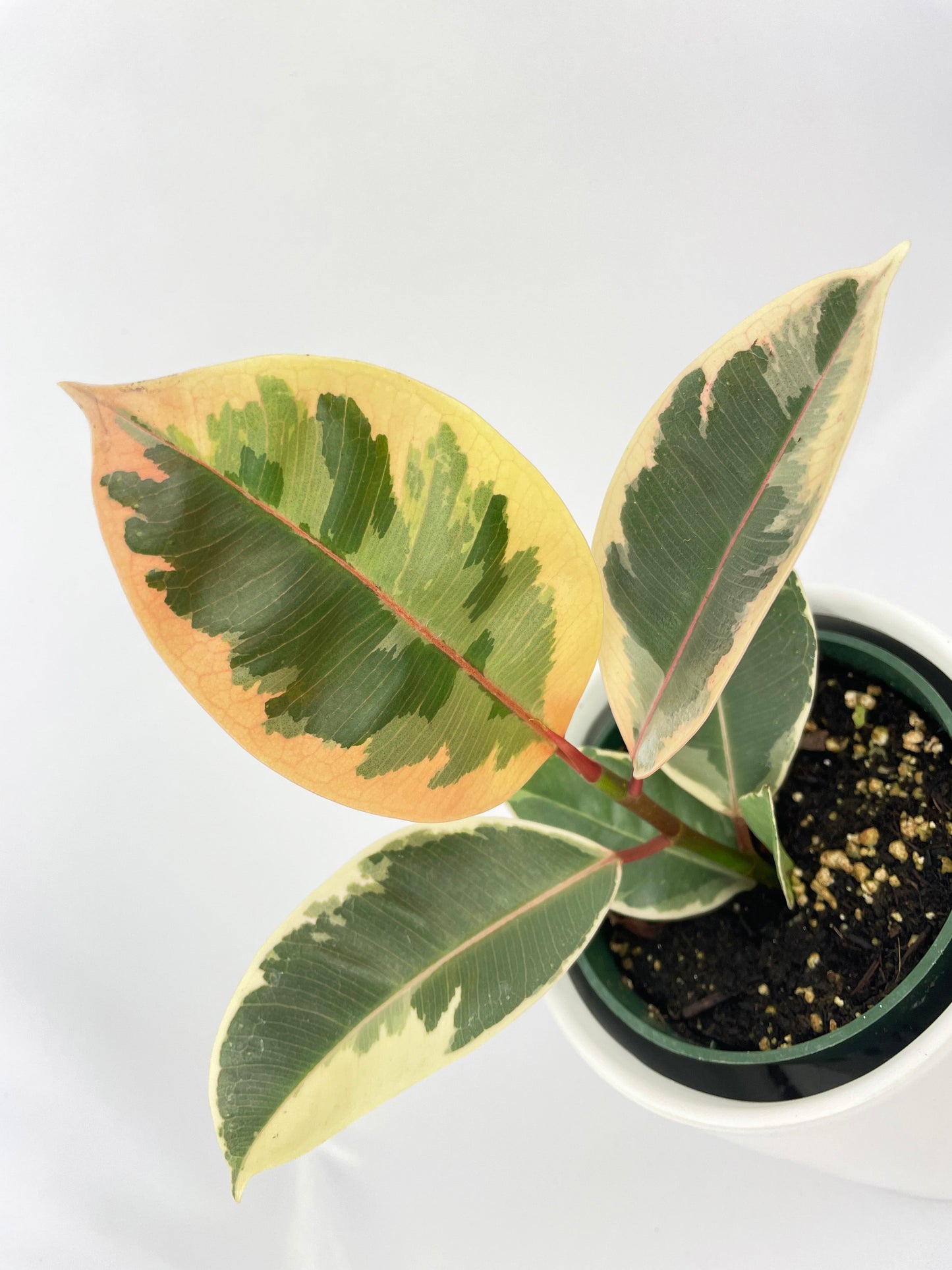 Ficus Elastica Tineke Variegated Rubber Plant by Bumble Plants