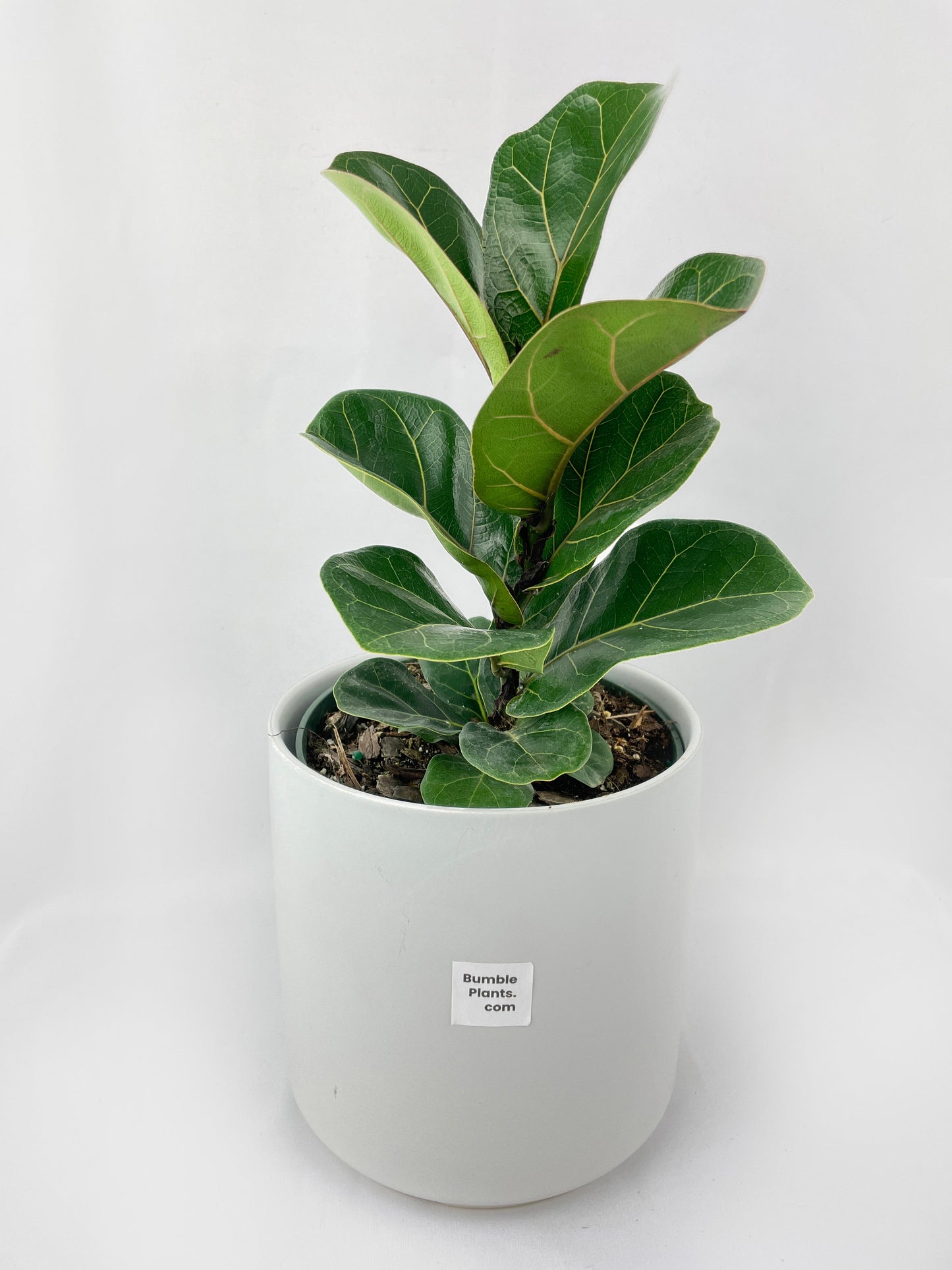 Fiddle Leaf Fig Ficus Lyrata by Bumble Plants