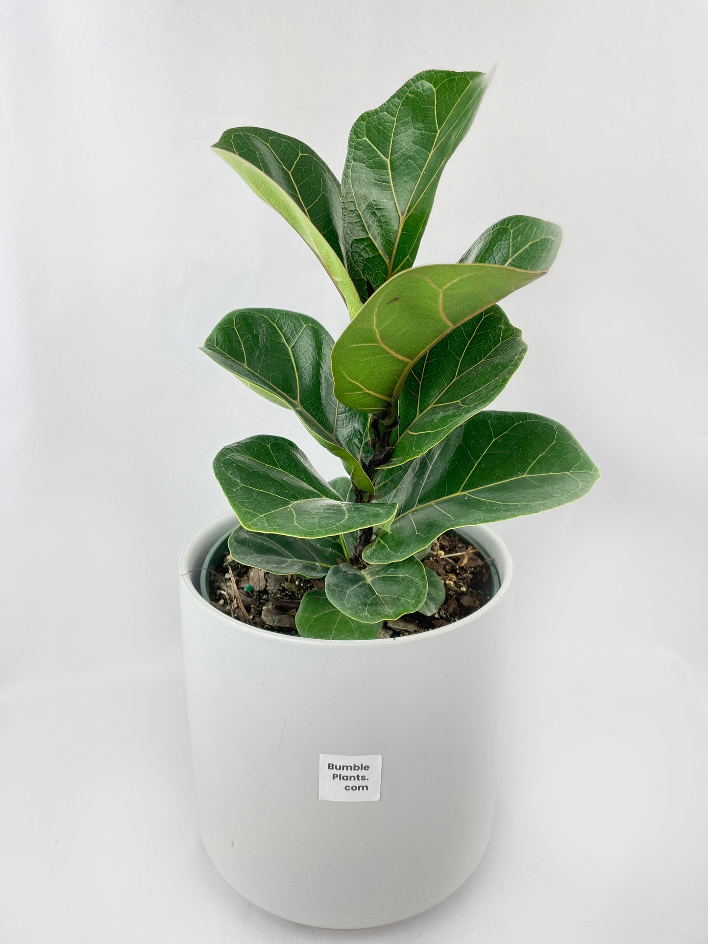 Fiddle Leaf Fig Ficus Lyrata by Bumble Plants