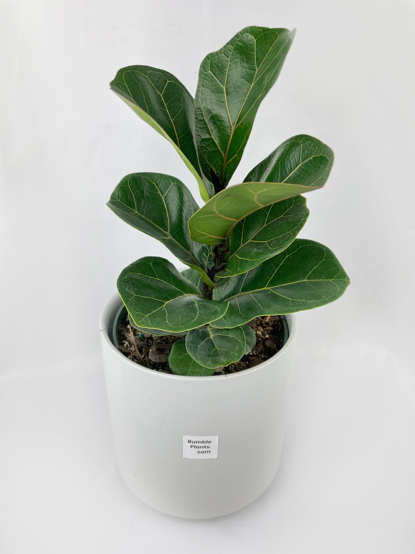 Fiddle Leaf Fig Ficus Lyrata by Bumble Plants